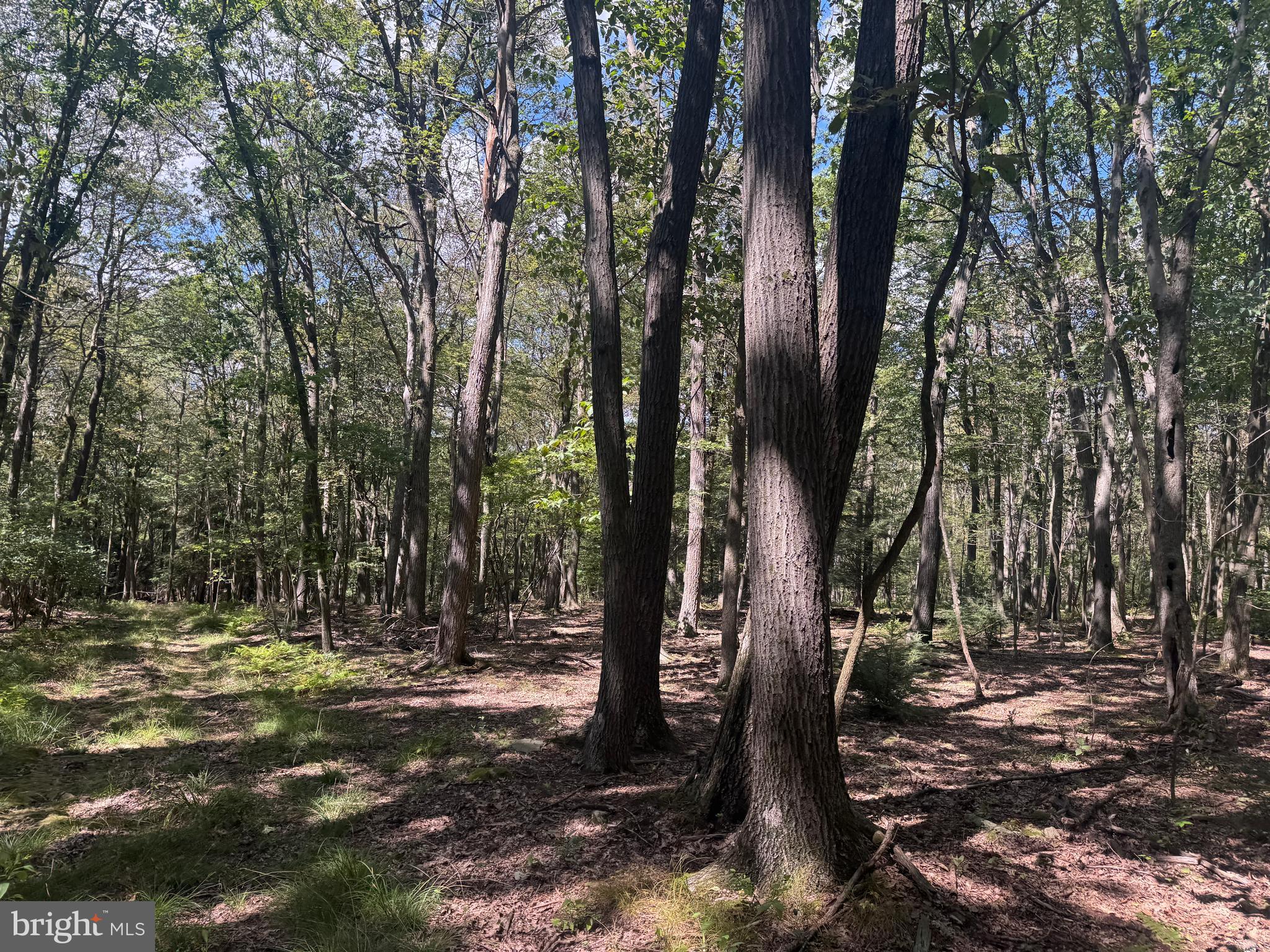 416+/- ACRES SHAFFER MOUNTAIN RD