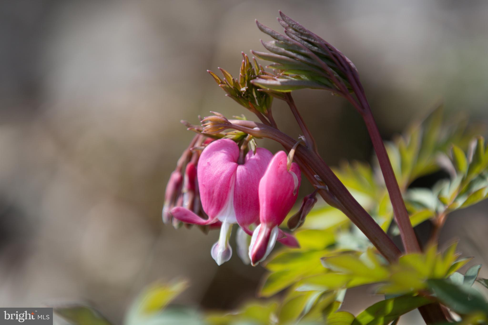 ACADEMY HEIGHTS - Residential