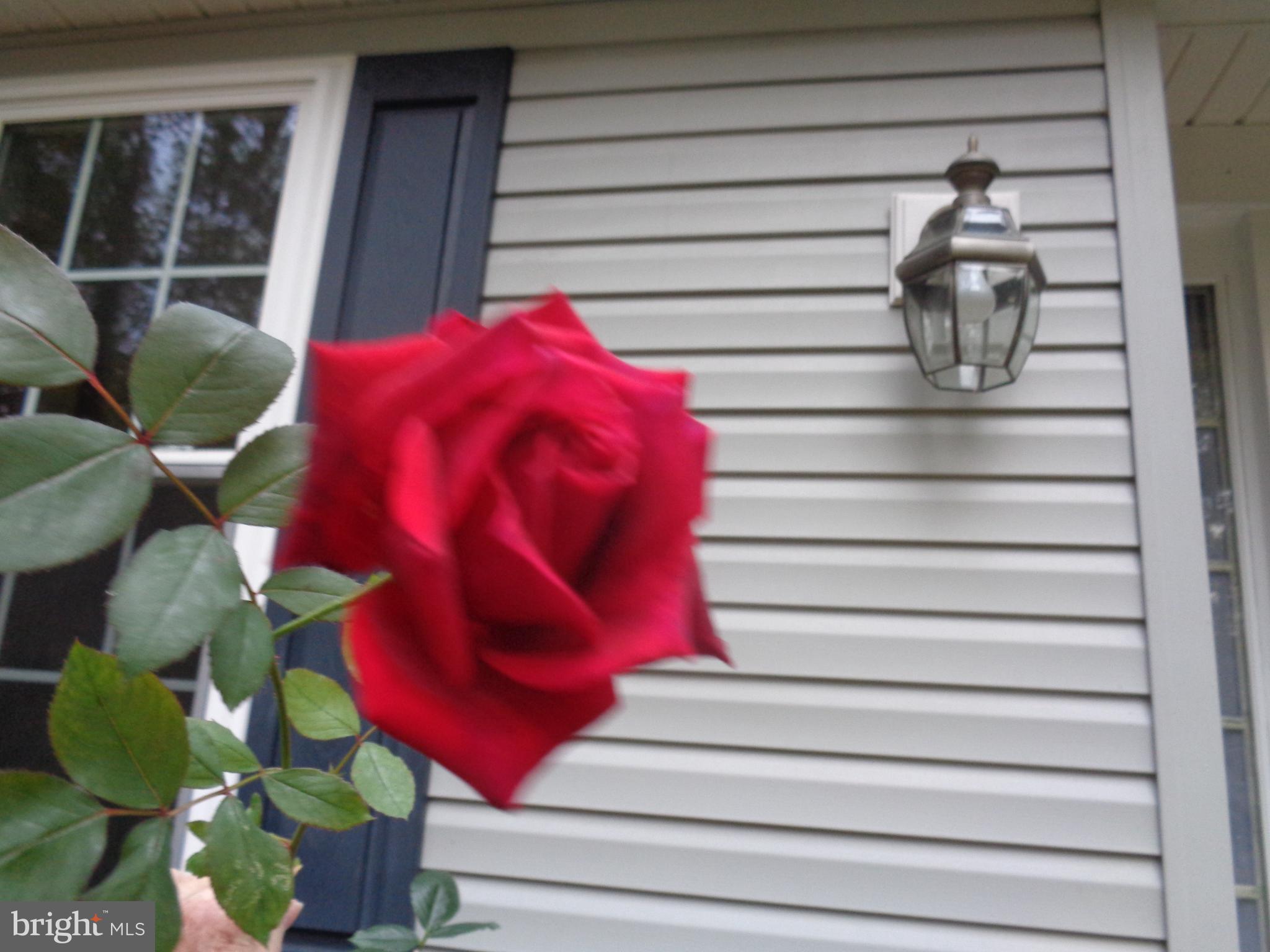 DRUM POINT - Residential