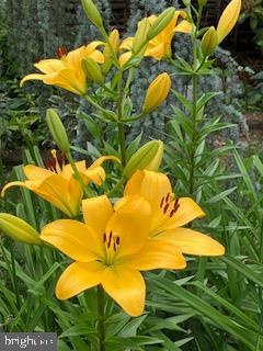 MT AIRY (EAST) - Residential