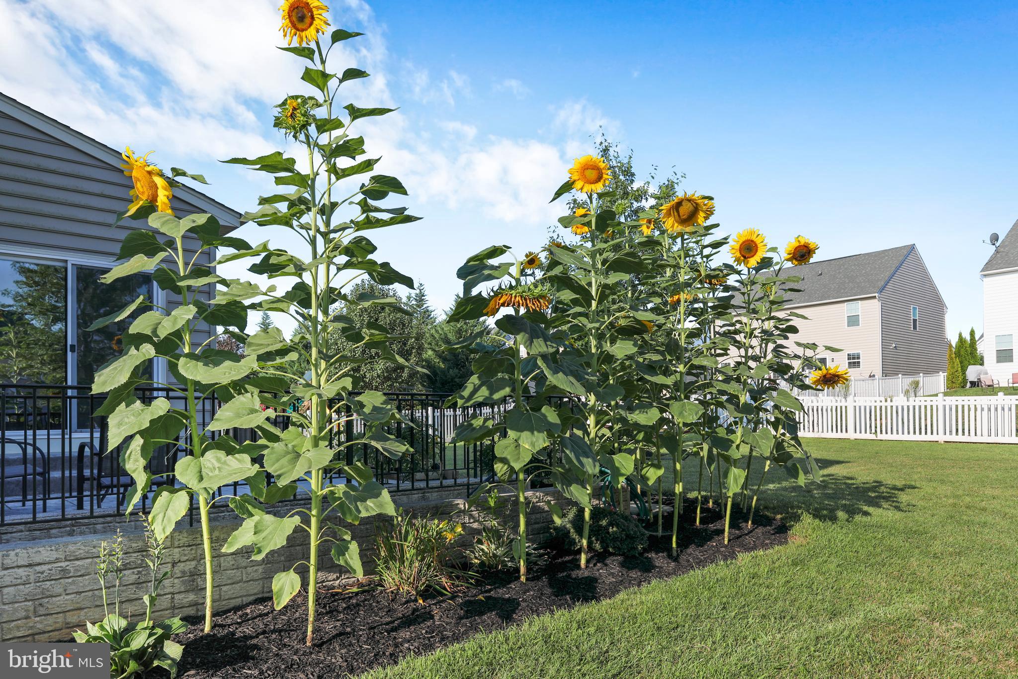 WESTFIELDS - Residential