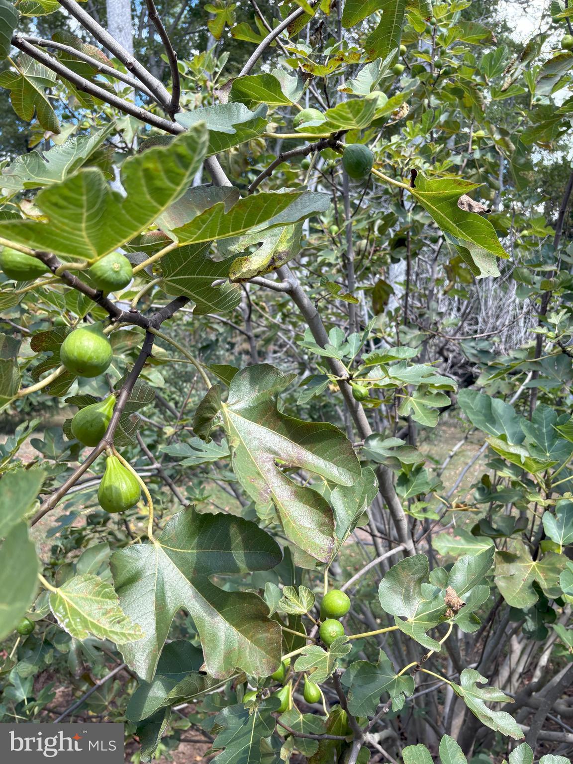 MT MORIAH ON THE POTOMAC - Residential