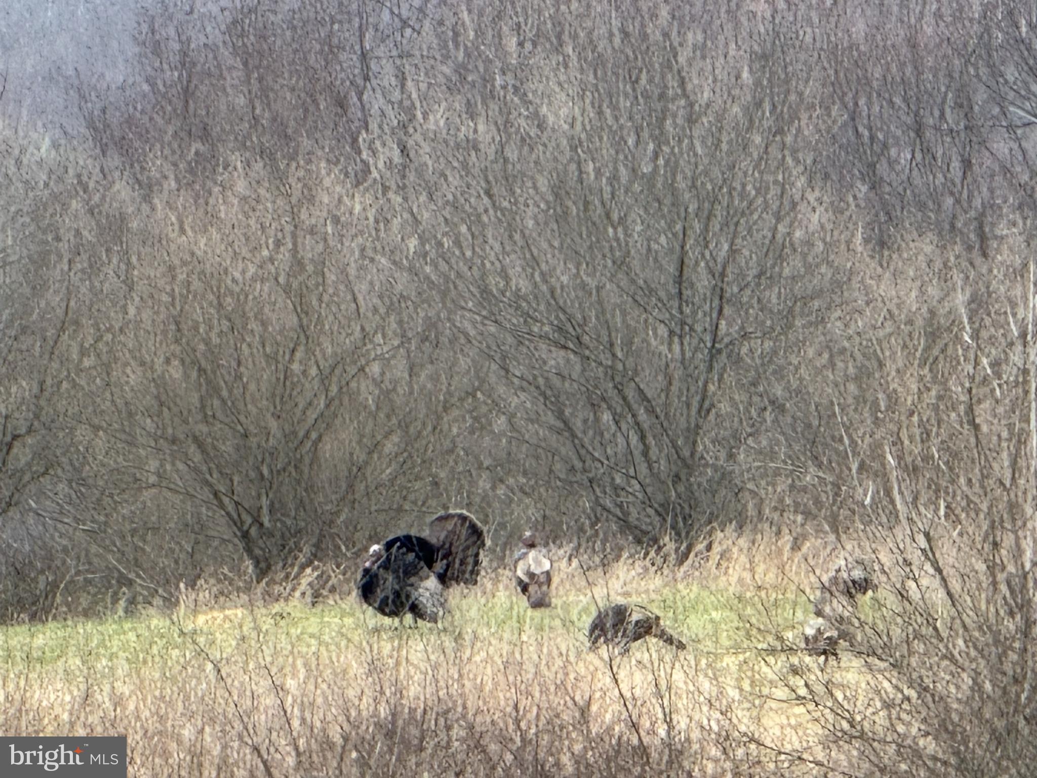 NONE AVAILABLE - Land