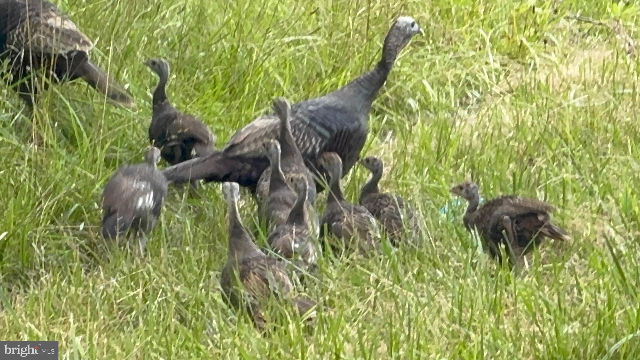 NONE AVAILABLE - Land