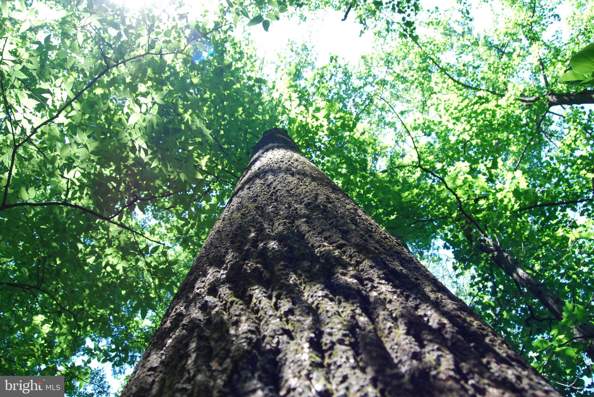 GRANDVIEW ESTATES - Land