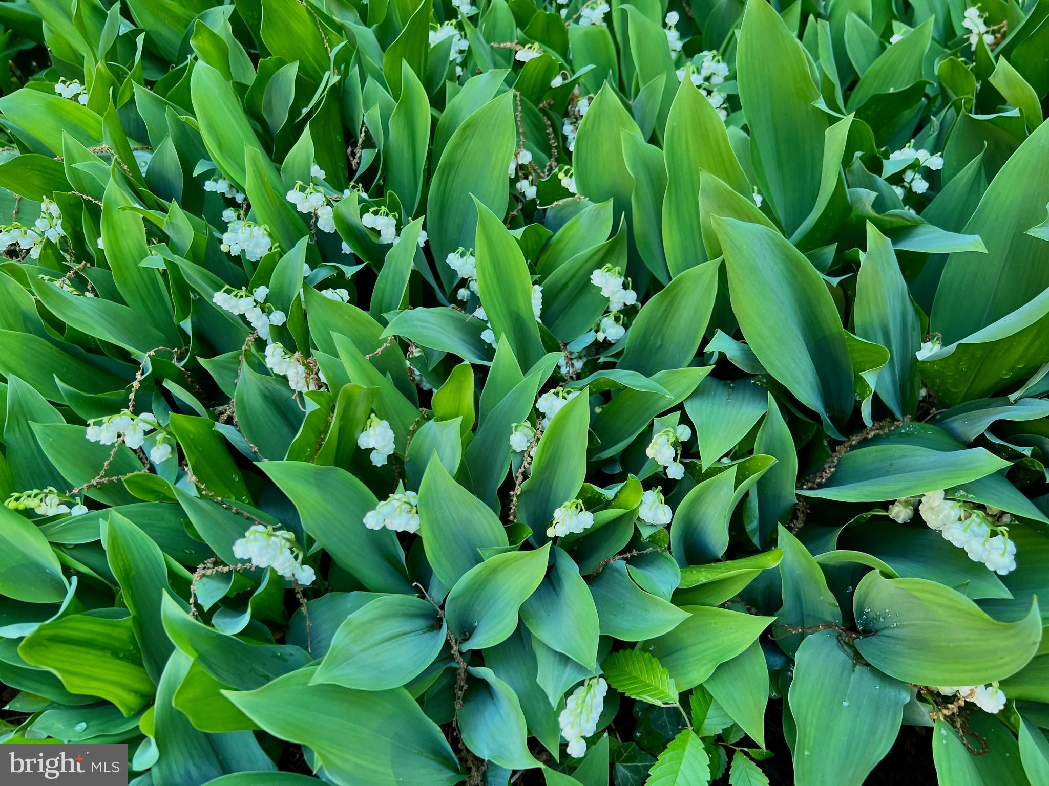 WOODSIDE - Residential Lease