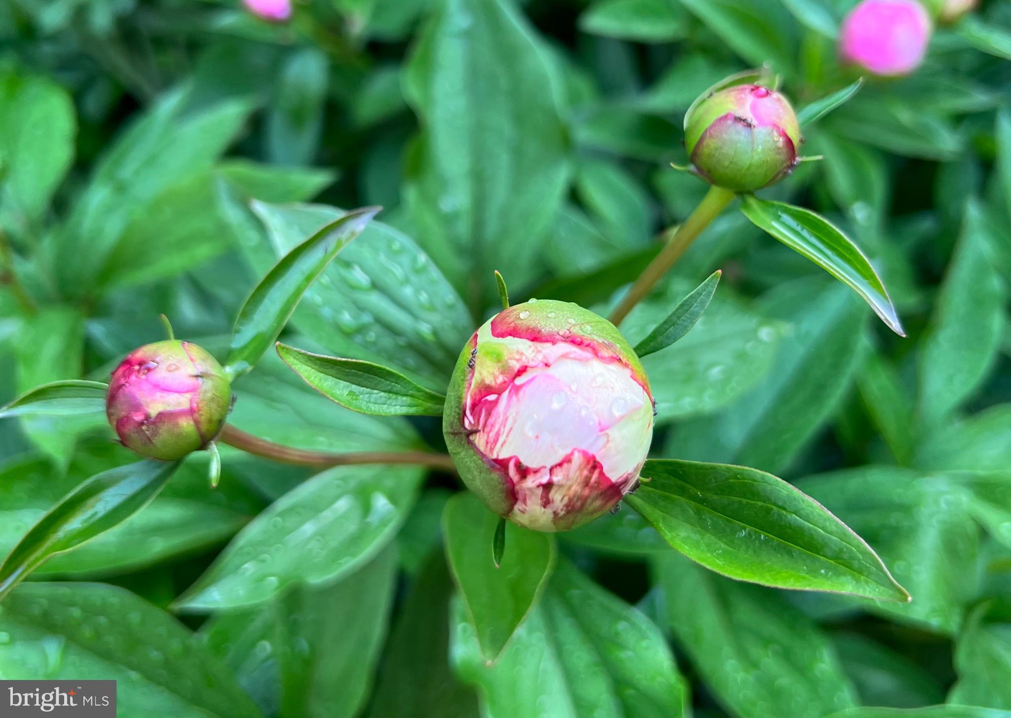 HISTORIC DISTRICT - Residential