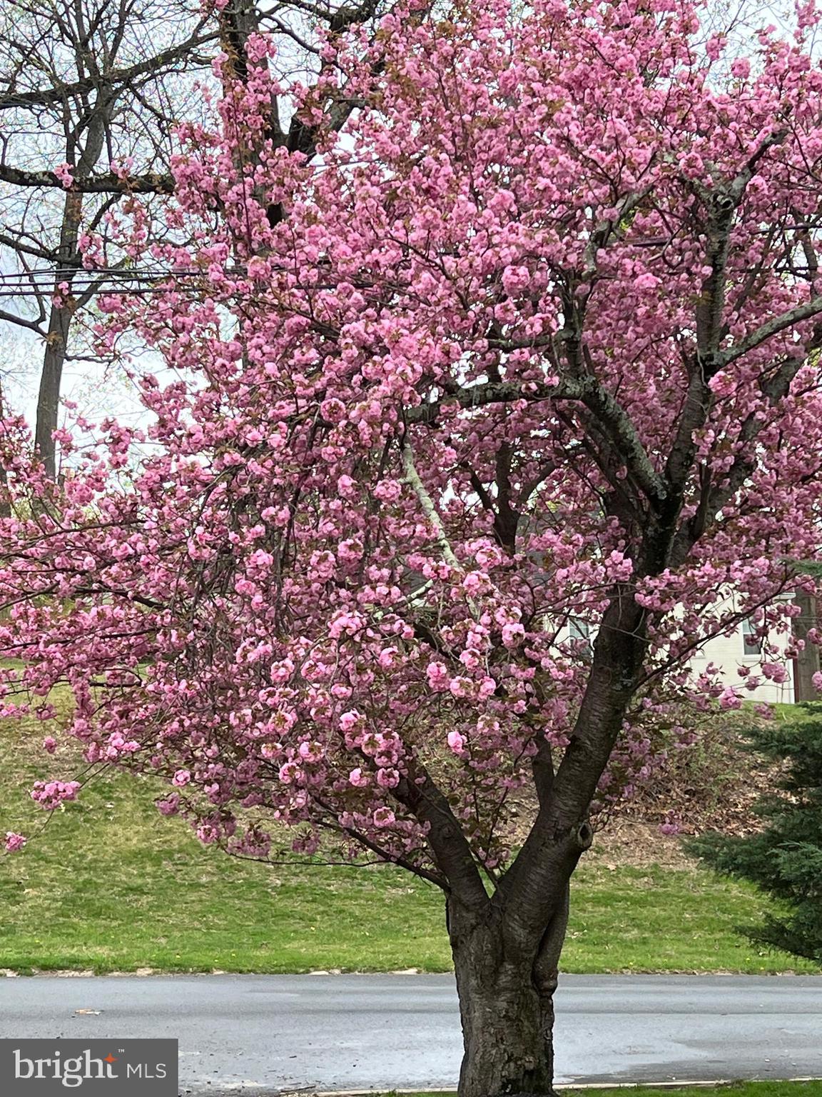 GEORGIAN FOREST - Residential