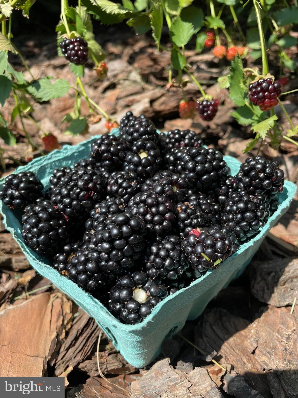 JAMES FARM ESTATES - Residential