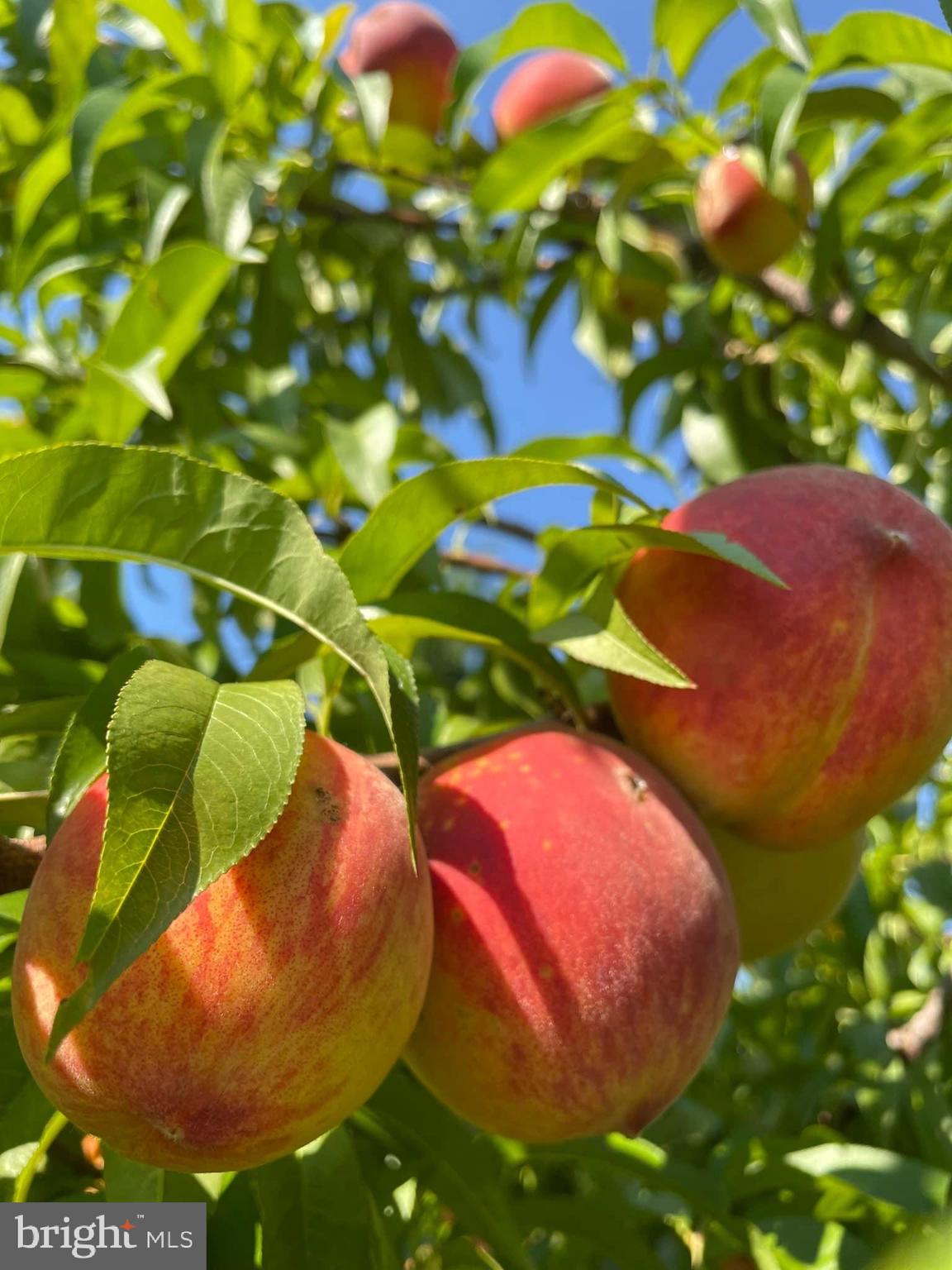 JAMES FARM ESTATES - Residential