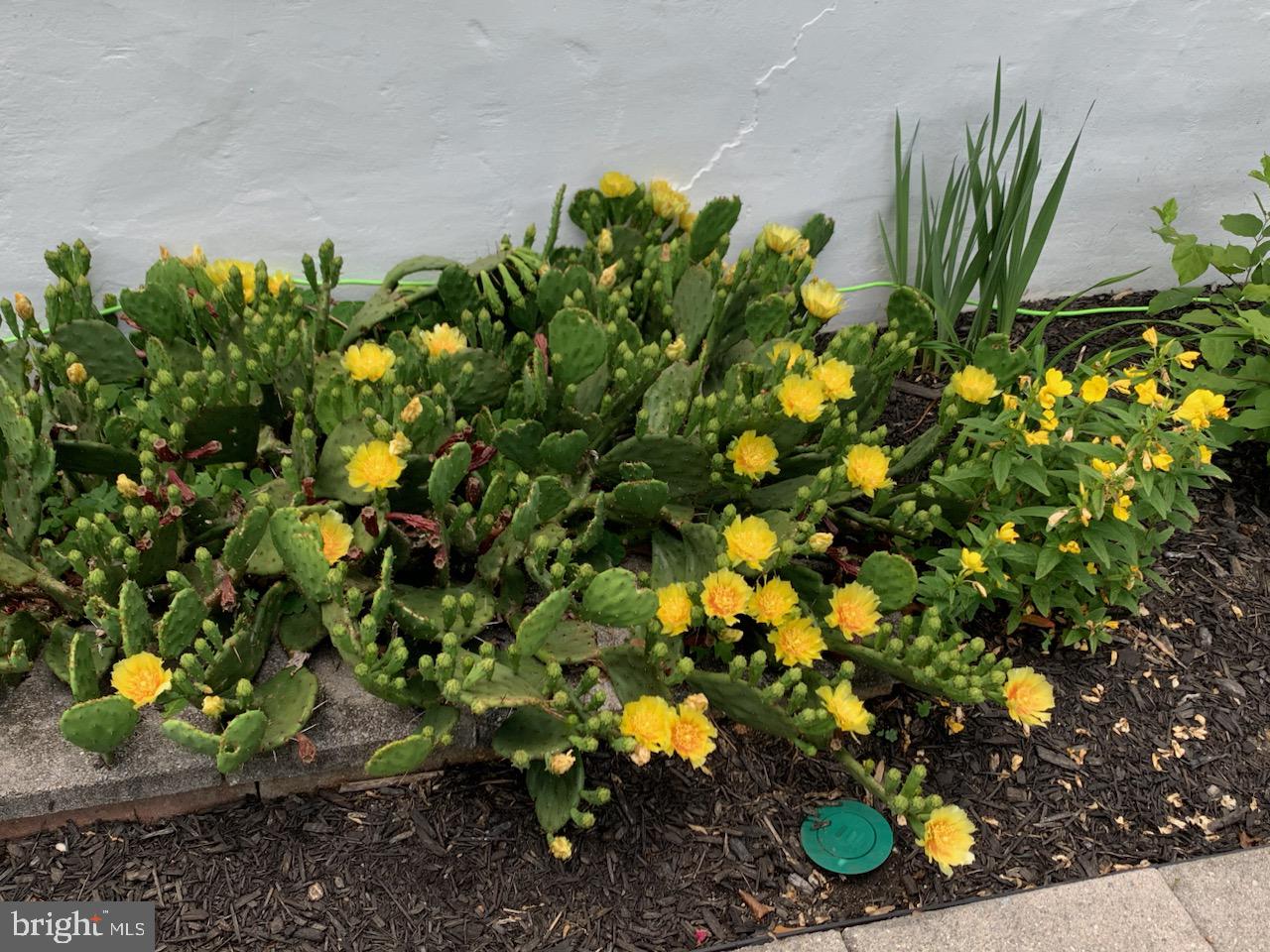 JOPPATOWNE - Residential