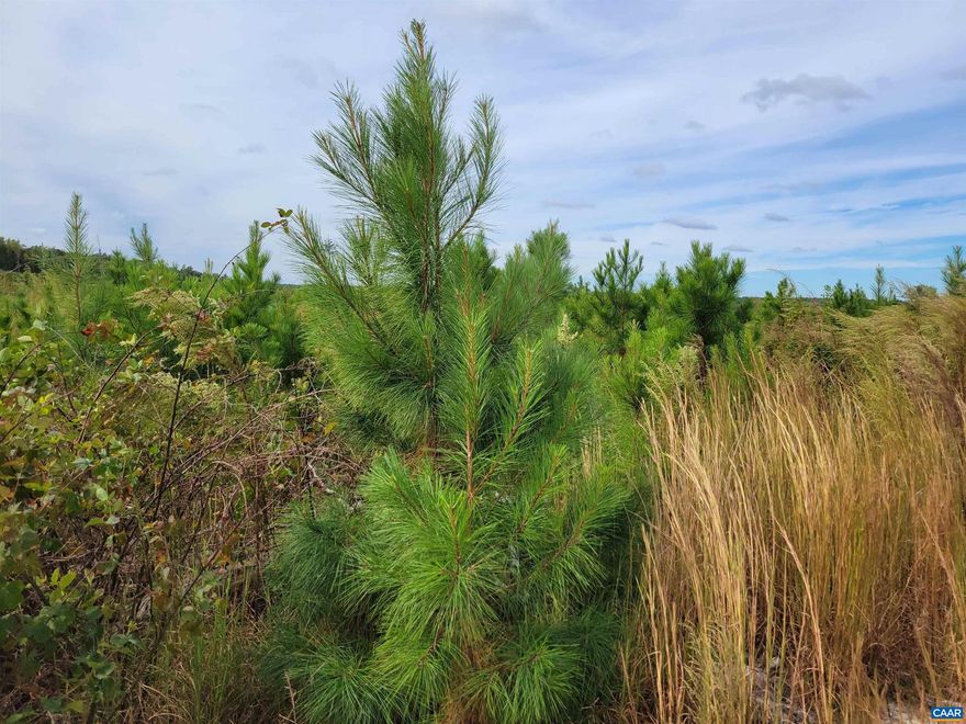 This 188 acres of timber was re-planted in pines in 2020 and are about 4 to 6 feet tall. There are some internal roads and good access to water along Sweathouse Creek. There is some mature timber along the creek. The land is in two parcels containing 92.942 acres and 95.209 acres and is on a deeded right of way. The right of way road has been installed. Nice parcel for hunting, recreation, or a large home site (or two home sites). Lots of game signs! Possible Owner Financing if qualified
