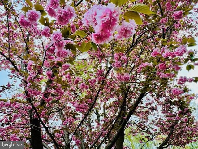 MONTCLAIR - Residential