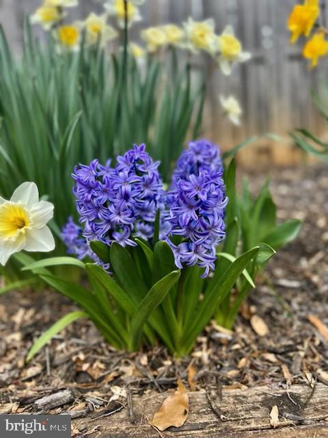 MONTCLAIR - Residential