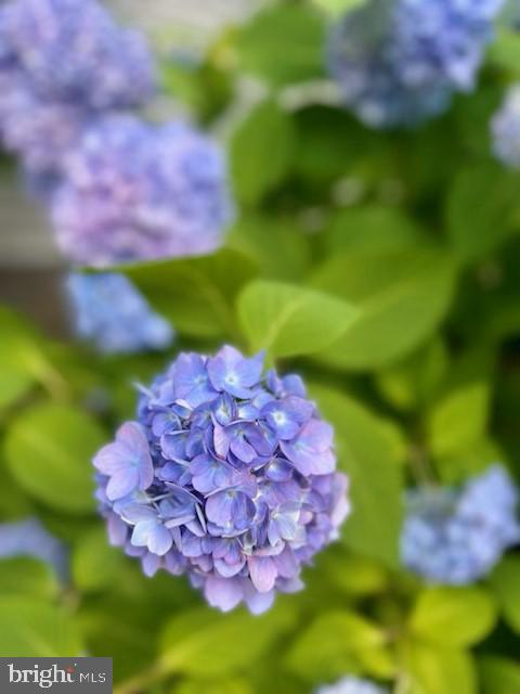 MONTCLAIR - Residential