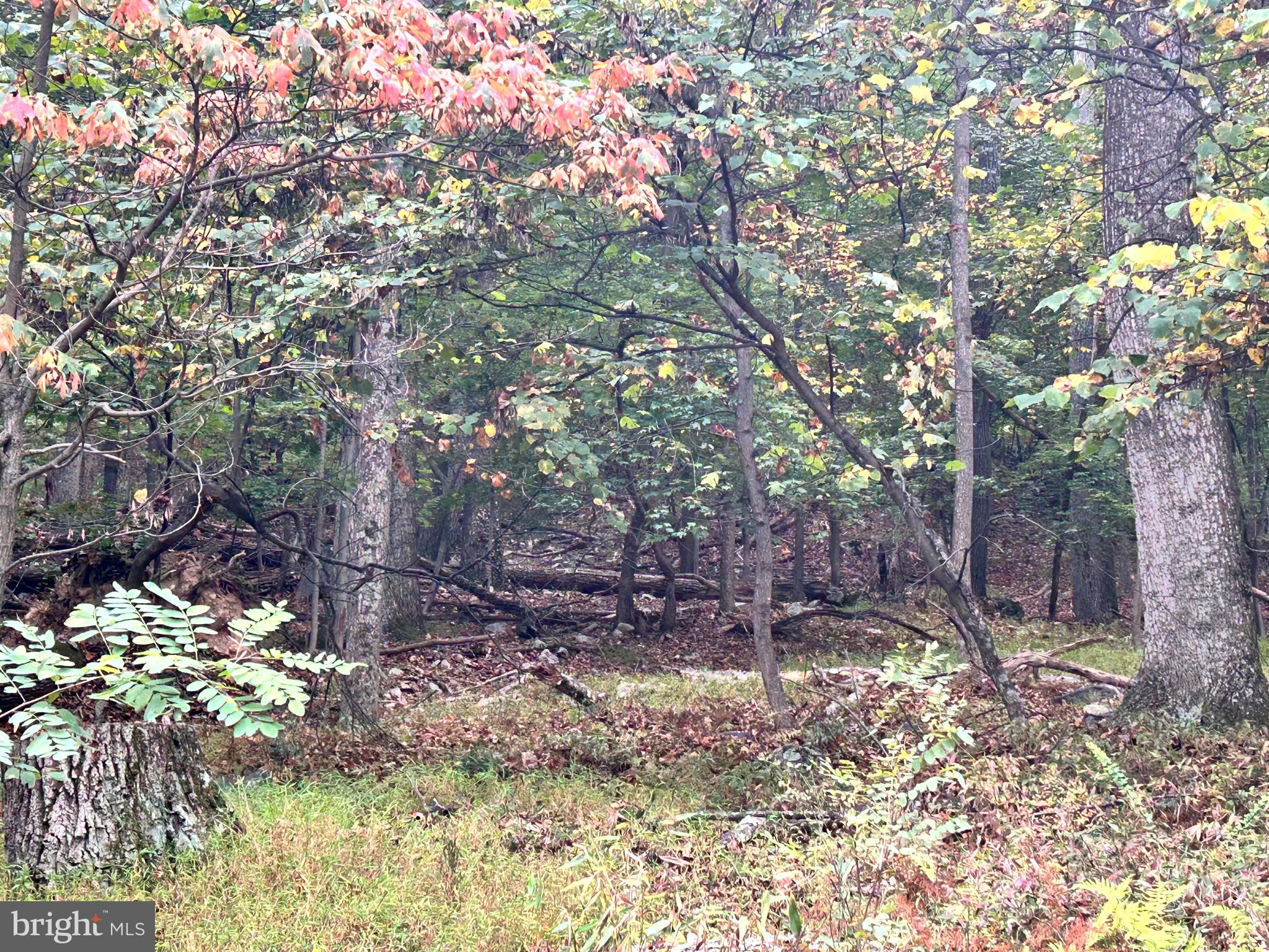 SLEEPY HOLLOW - Land