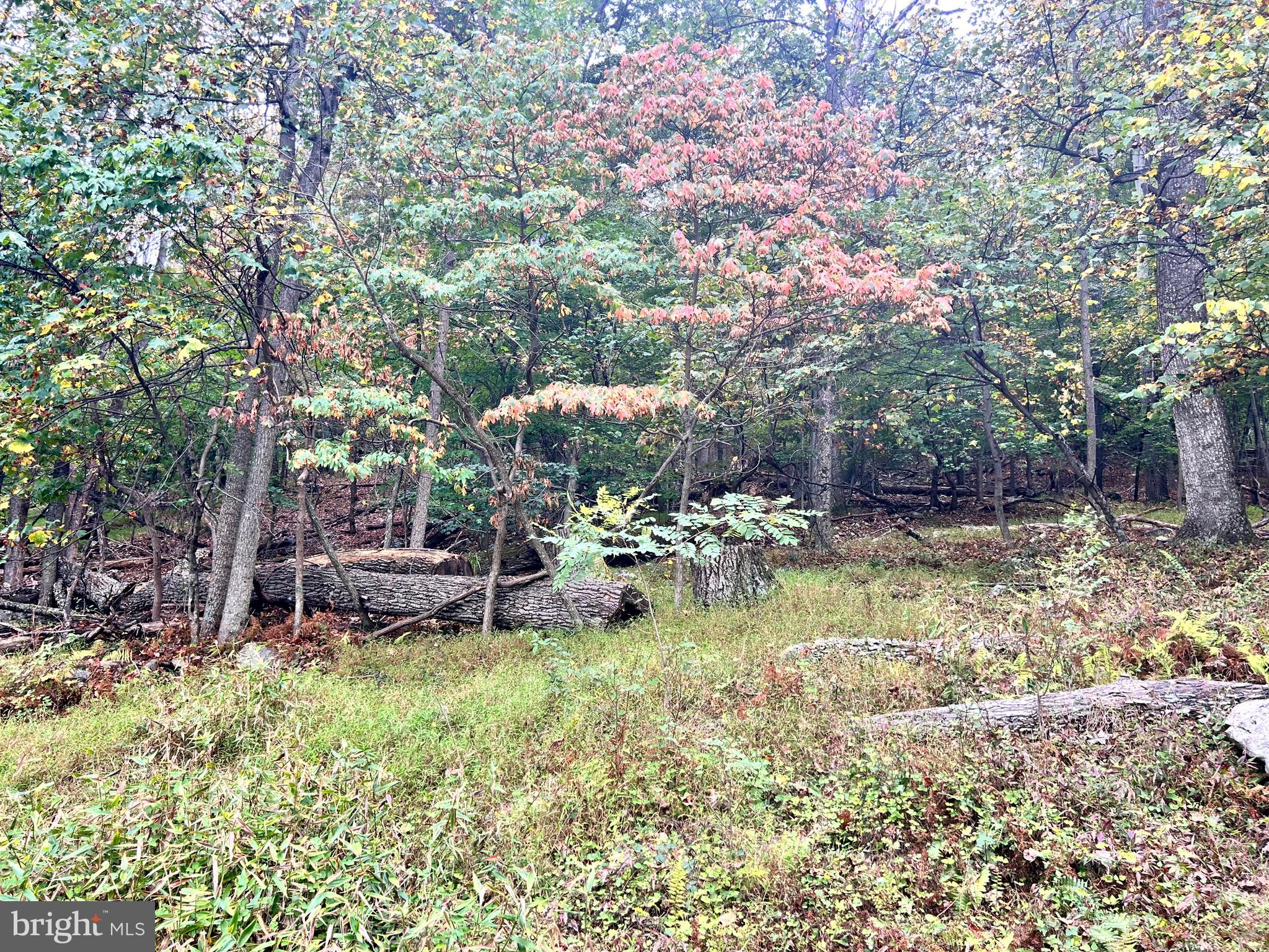 SLEEPY HOLLOW - Land