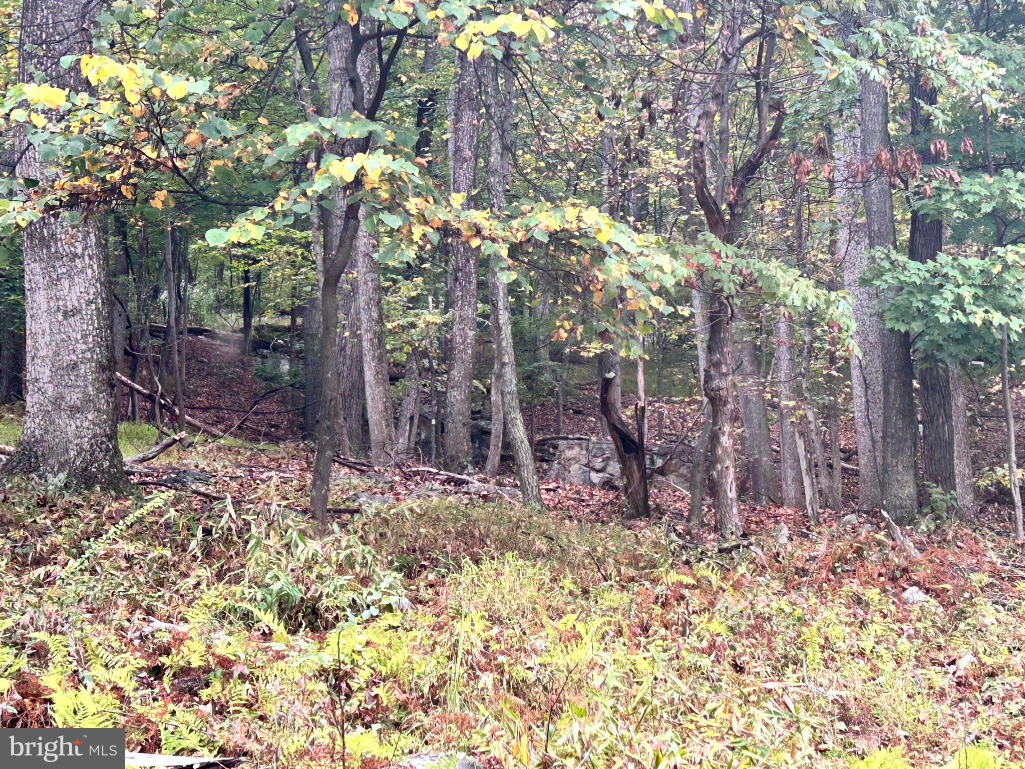 SLEEPY HOLLOW - Land