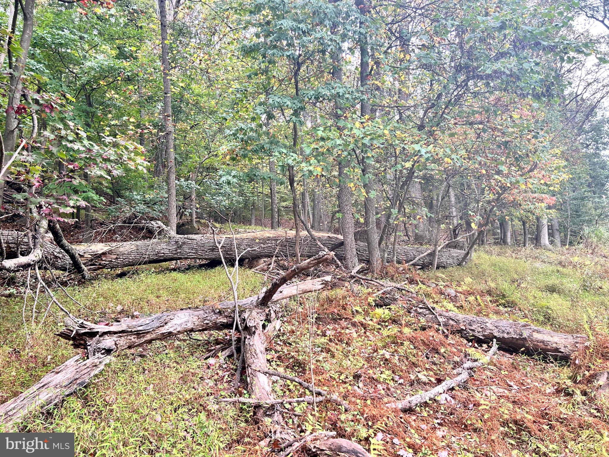 SLEEPY HOLLOW - Land