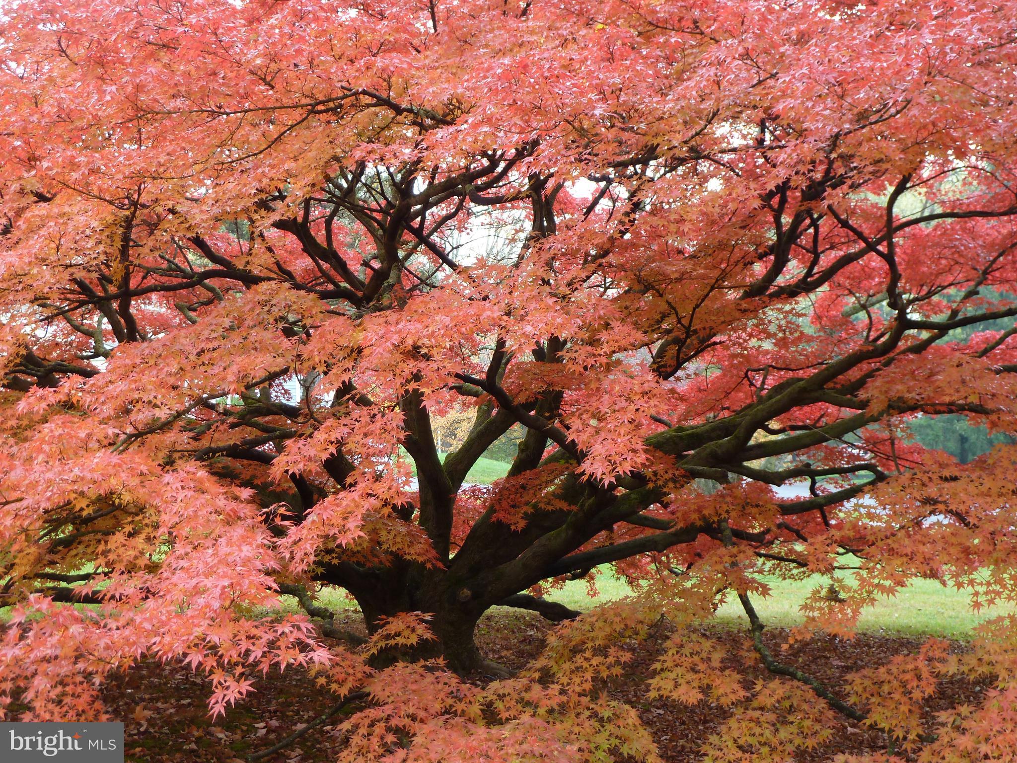 CLEMENS FARMS - Residential