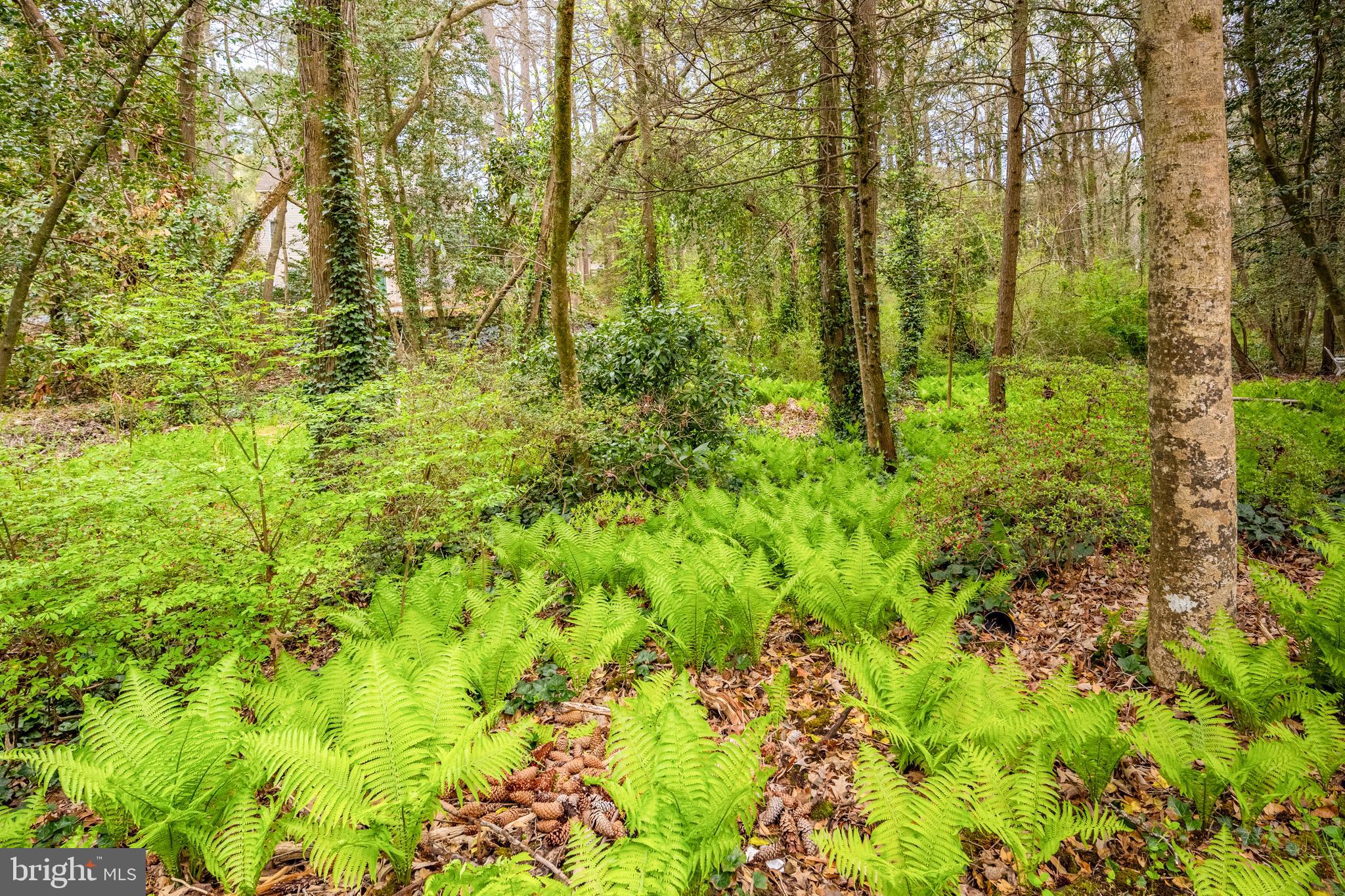 TONY TANK - Residential