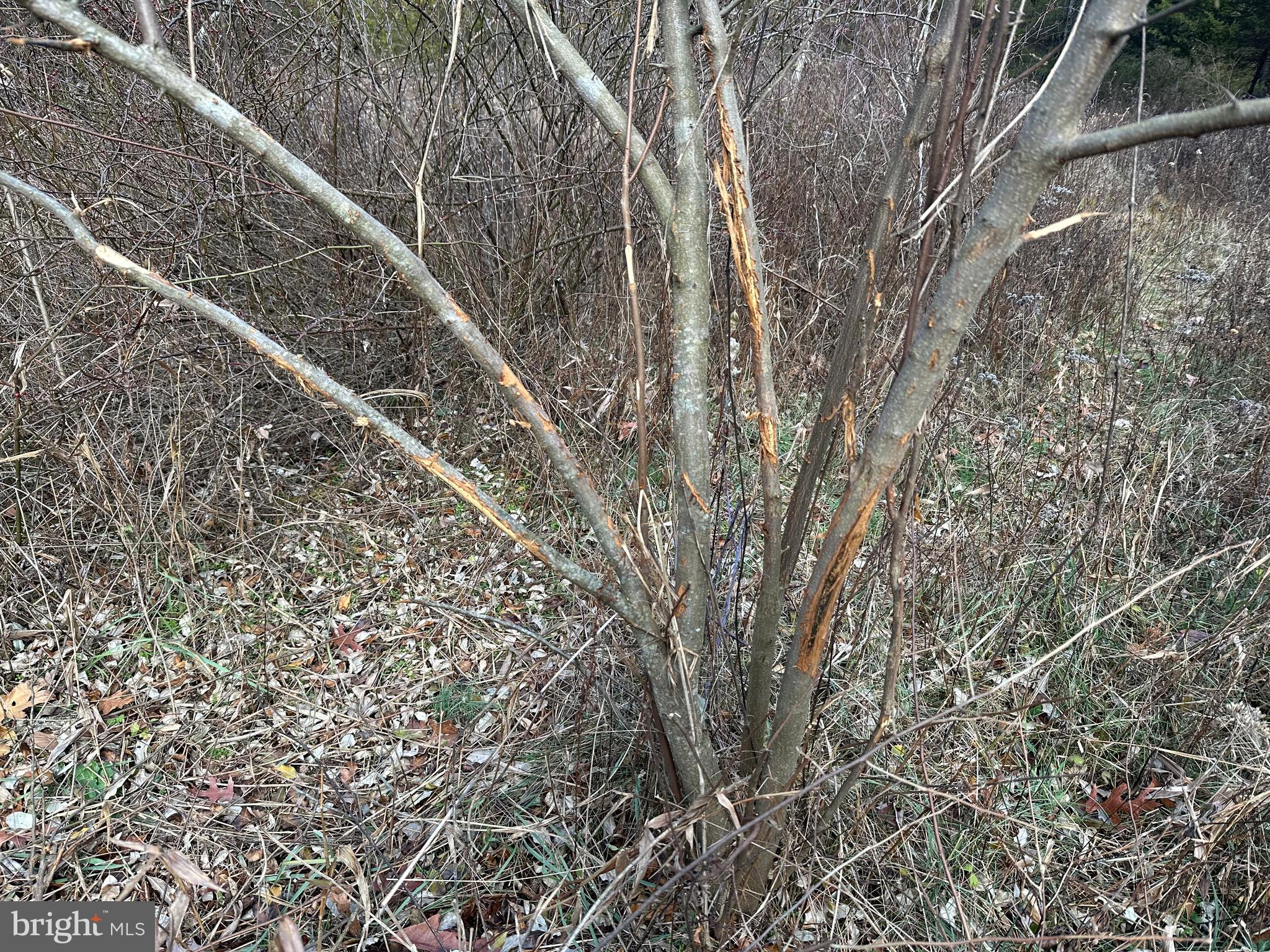 NONE UNRESTRICTED - Land