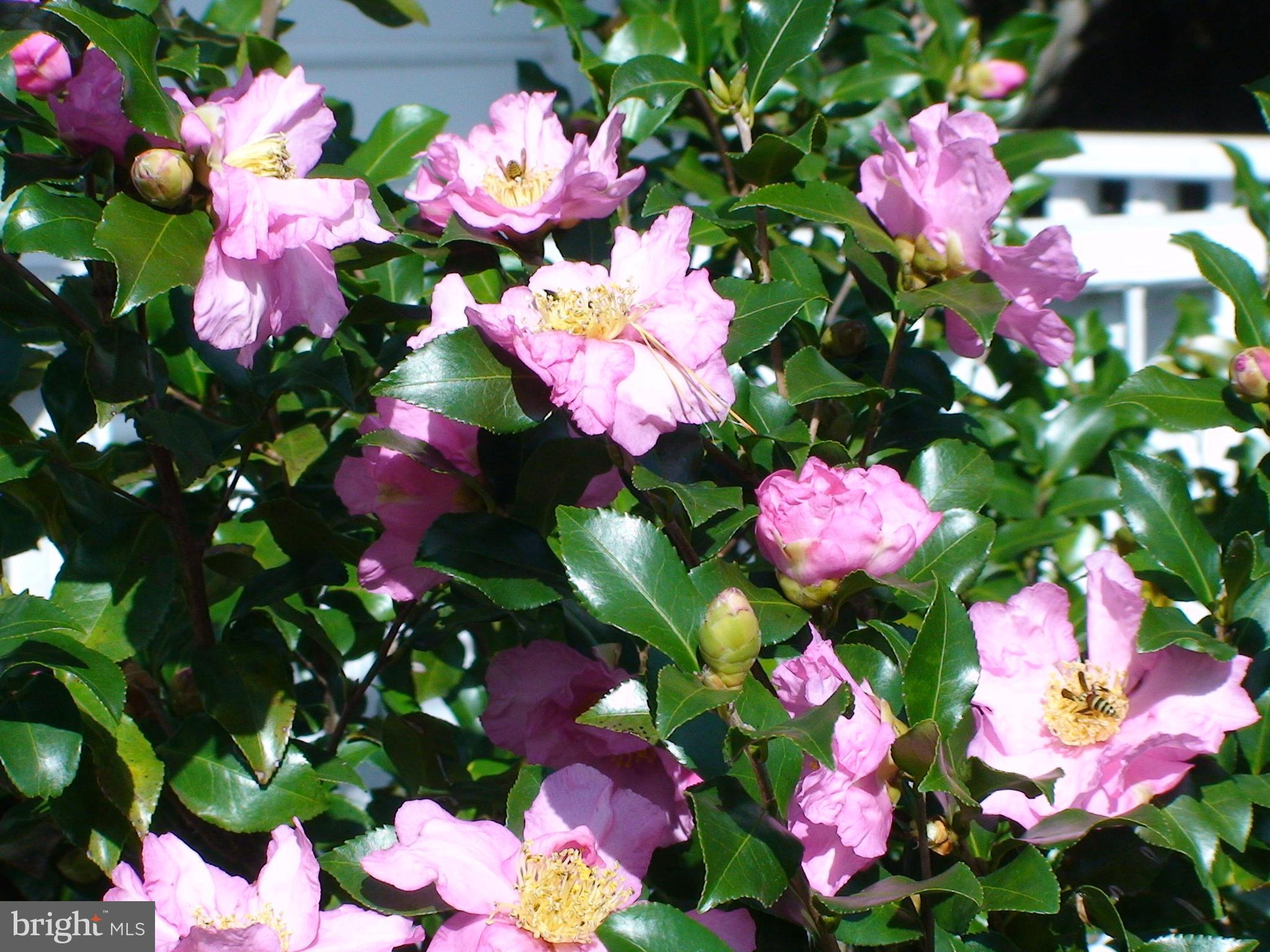 GLEN COVE - Residential