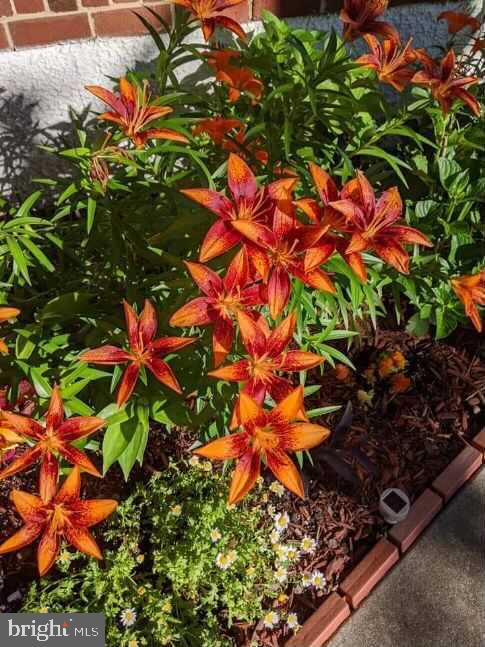 LINOVER - Residential