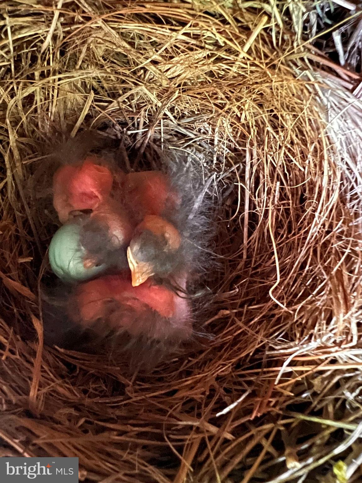 ARDMORE WOODS - Residential