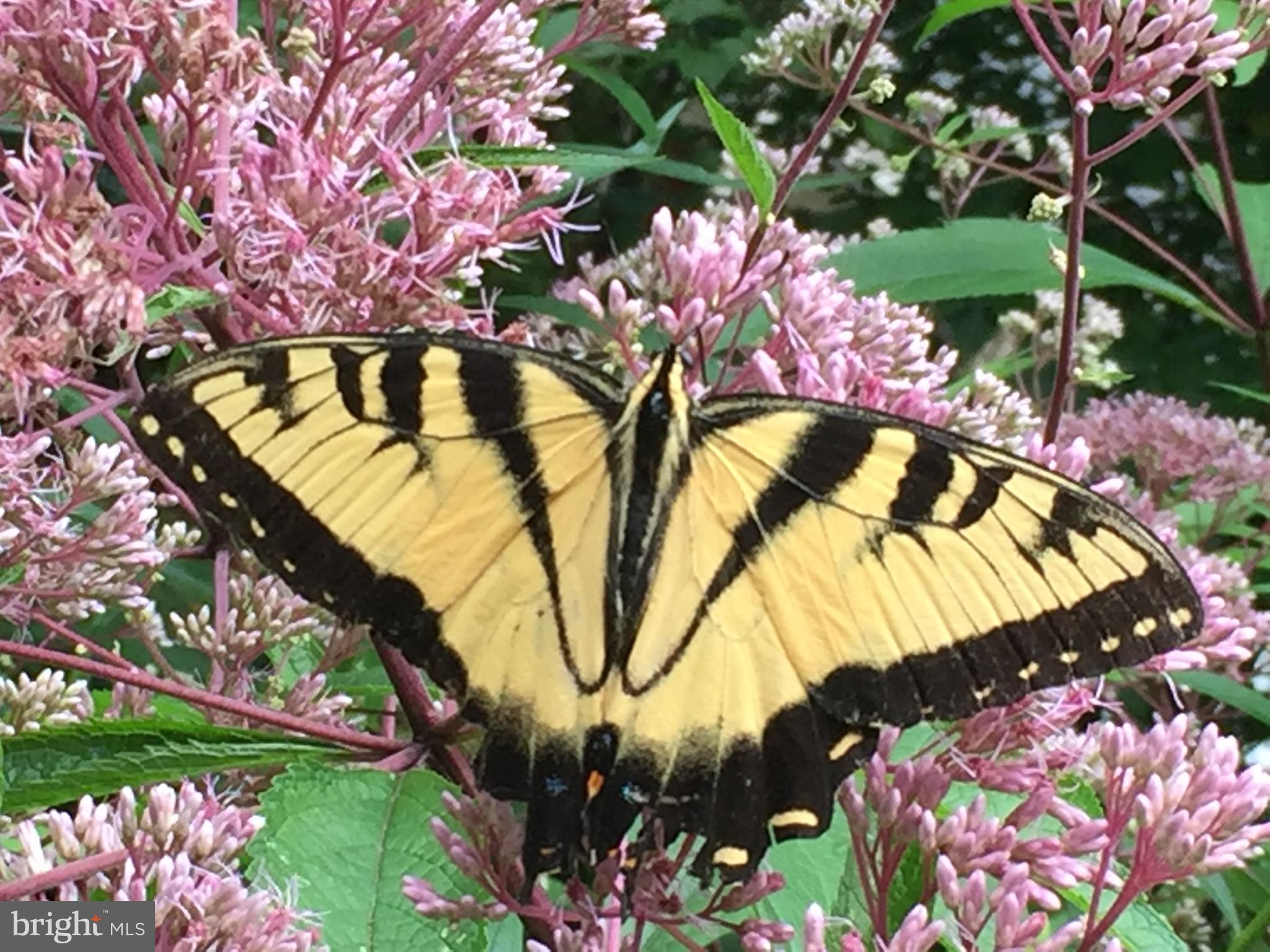 ARDMORE WOODS - Residential