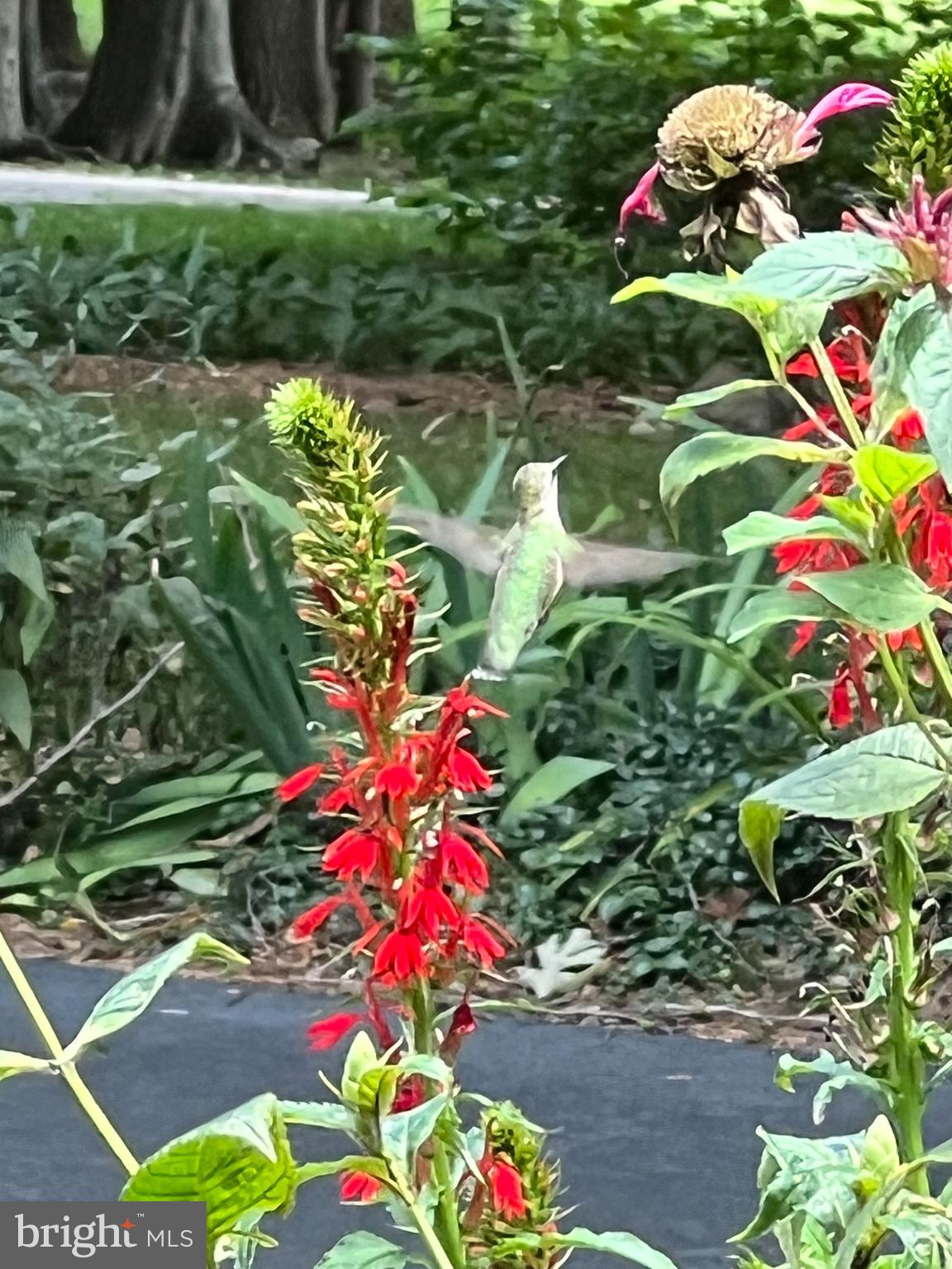 ARDMORE WOODS - Residential