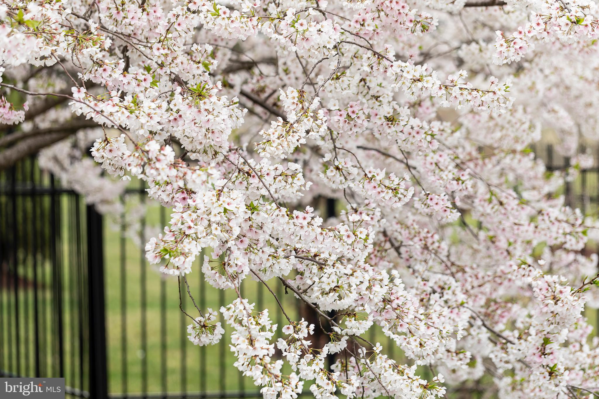 LOUDOUN VALLEY ESTATES - Residential