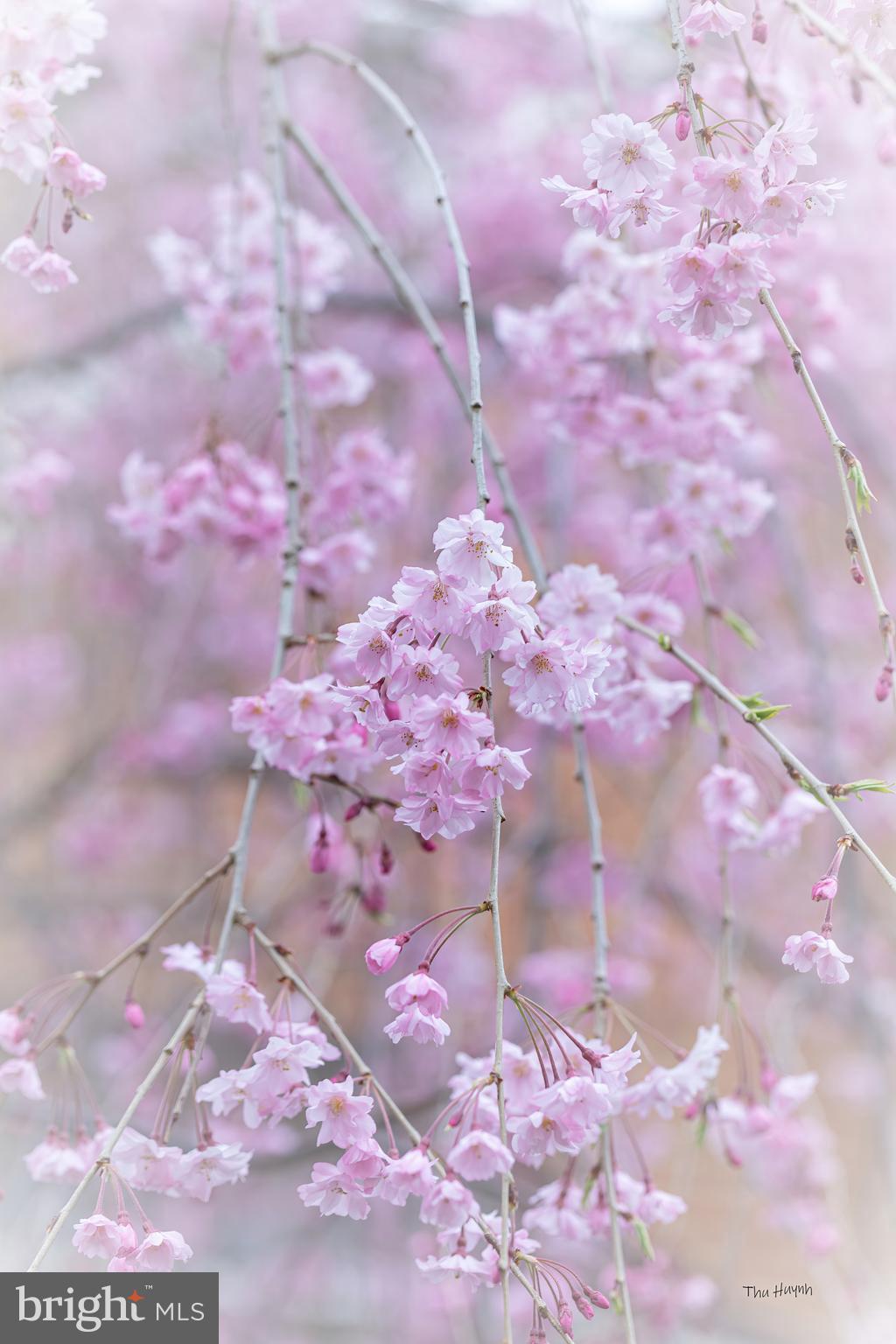 LOUDOUN VALLEY ESTATES - Residential