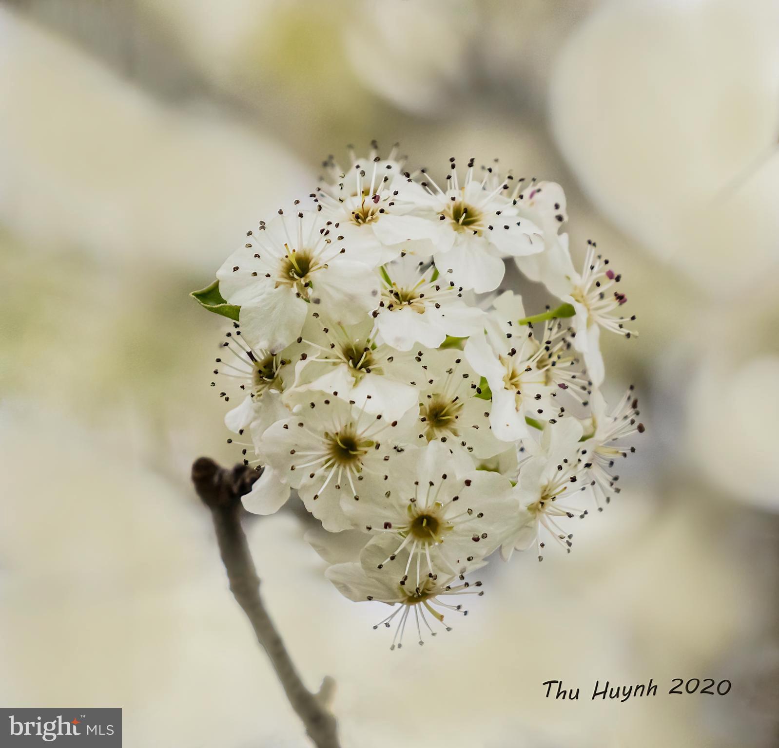 LOUDOUN VALLEY ESTATES - Residential