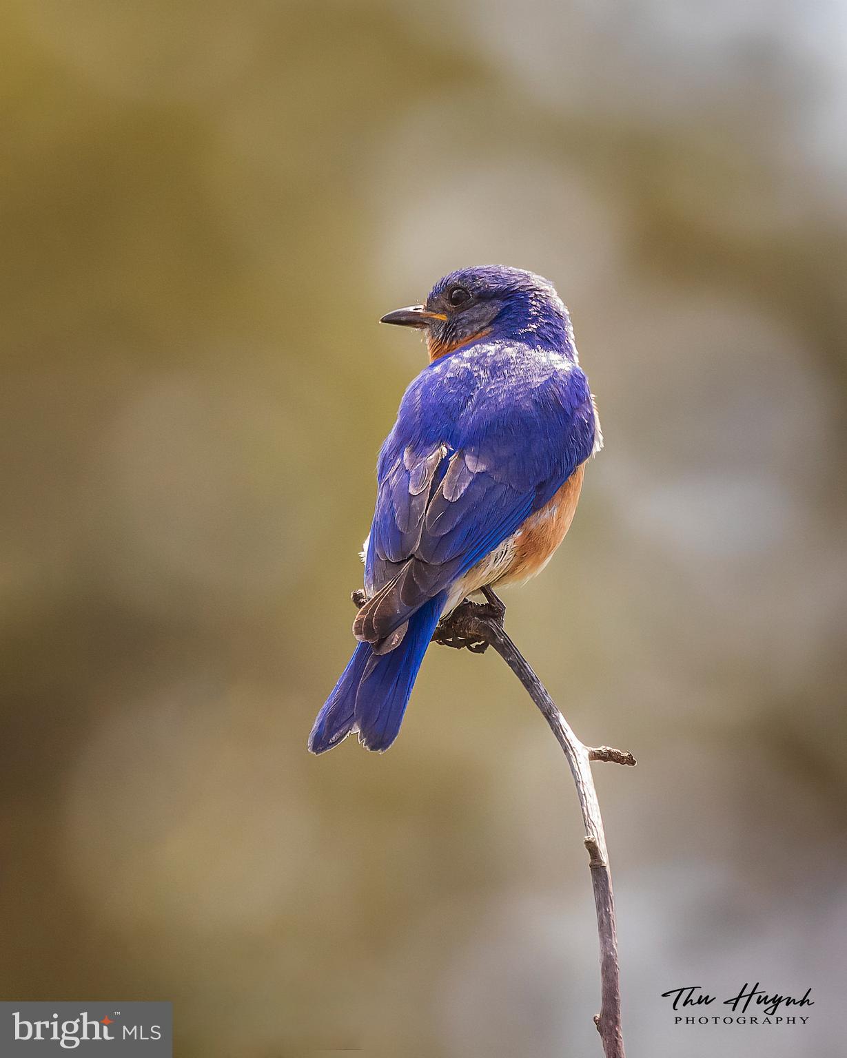 LOUDOUN VALLEY ESTATES - Residential