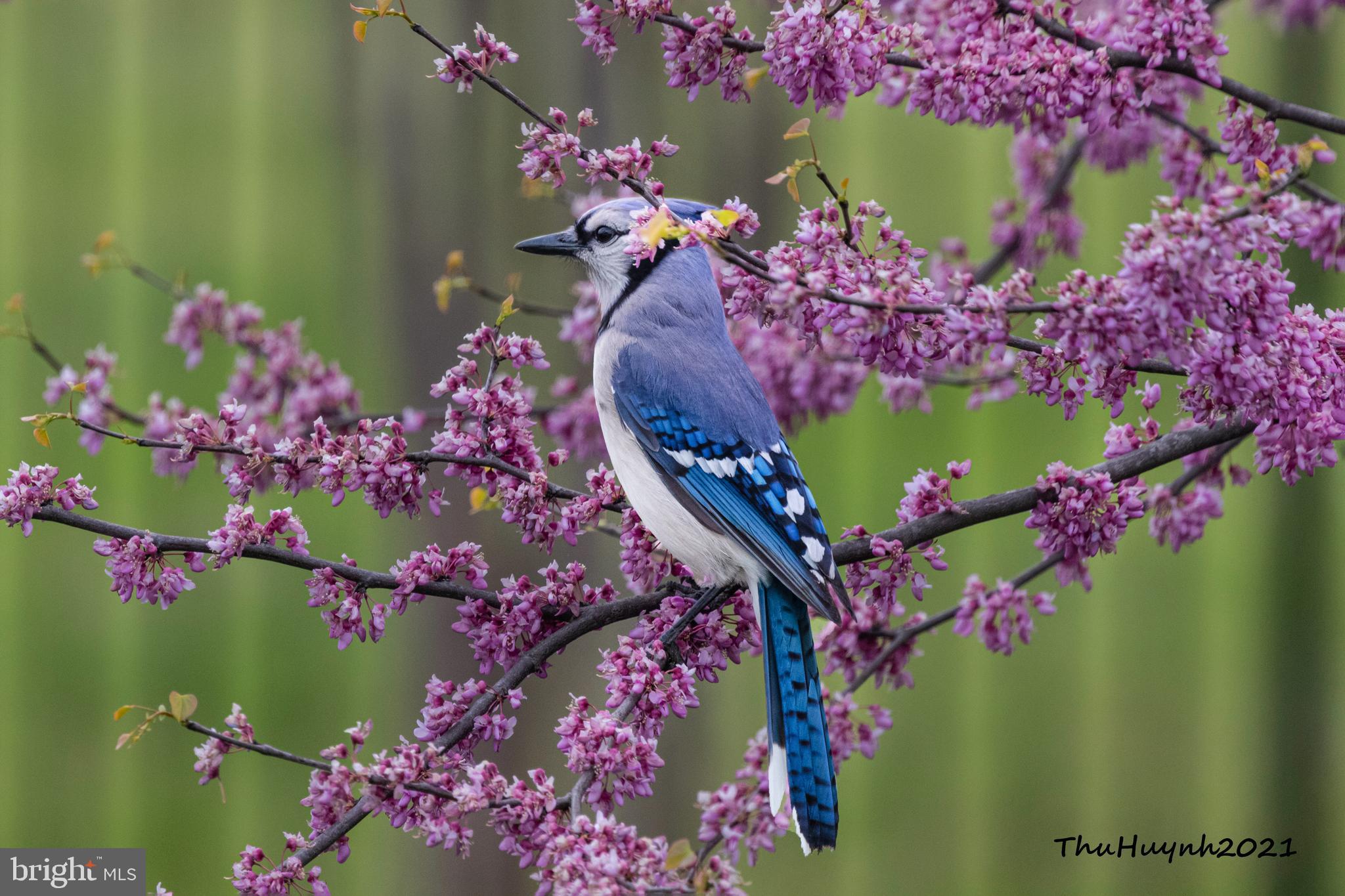 LOUDOUN VALLEY ESTATES - Residential