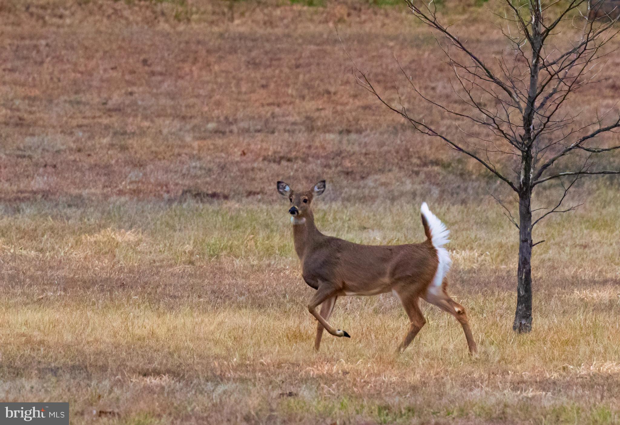 LOUDOUN VALLEY ESTATES - Residential