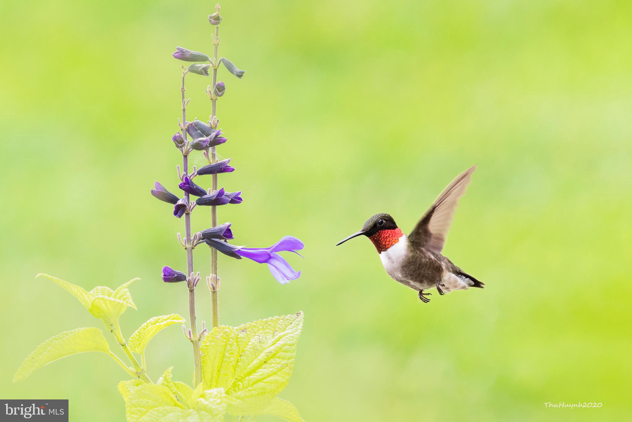 LOUDOUN VALLEY ESTATES - Residential