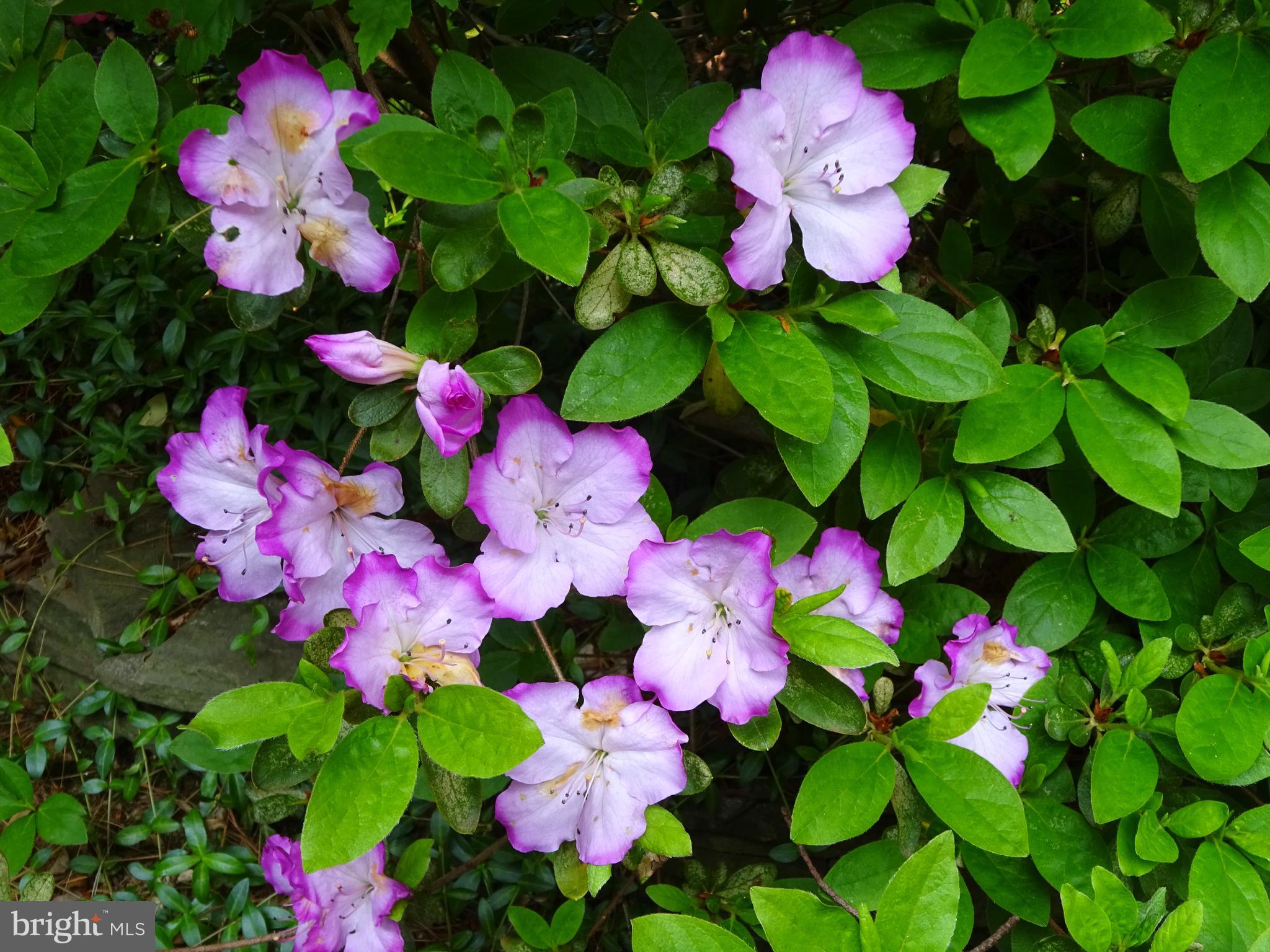 SIGNAL HILL - Residential