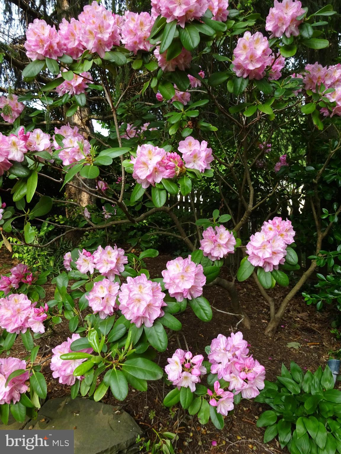 SIGNAL HILL - Residential