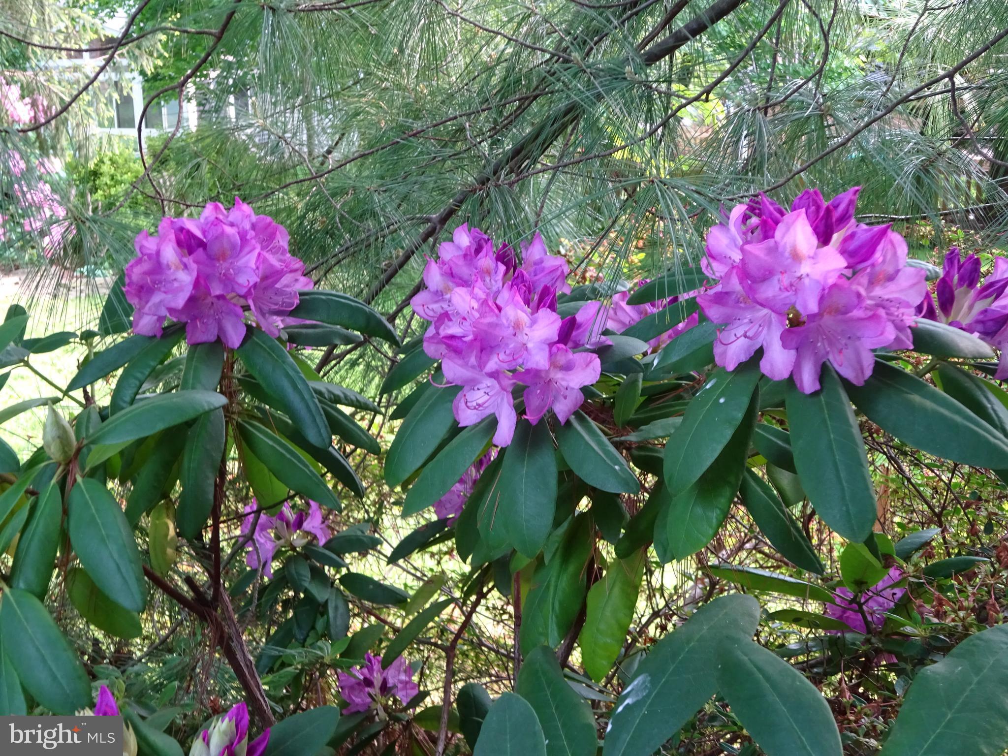 SIGNAL HILL - Residential