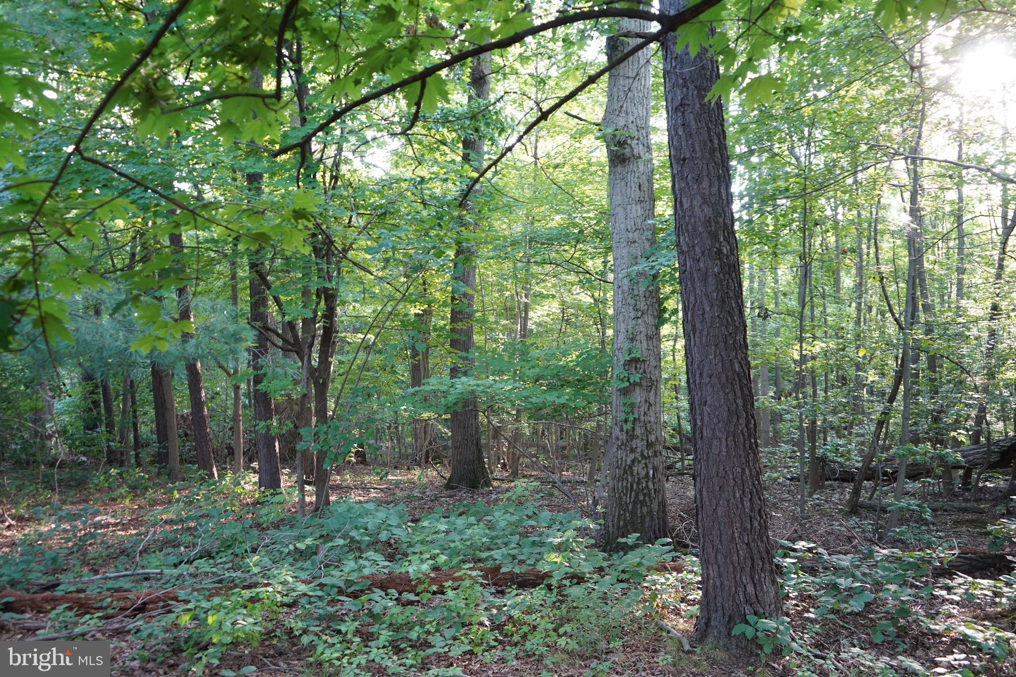 WHITE MARSH - Residential