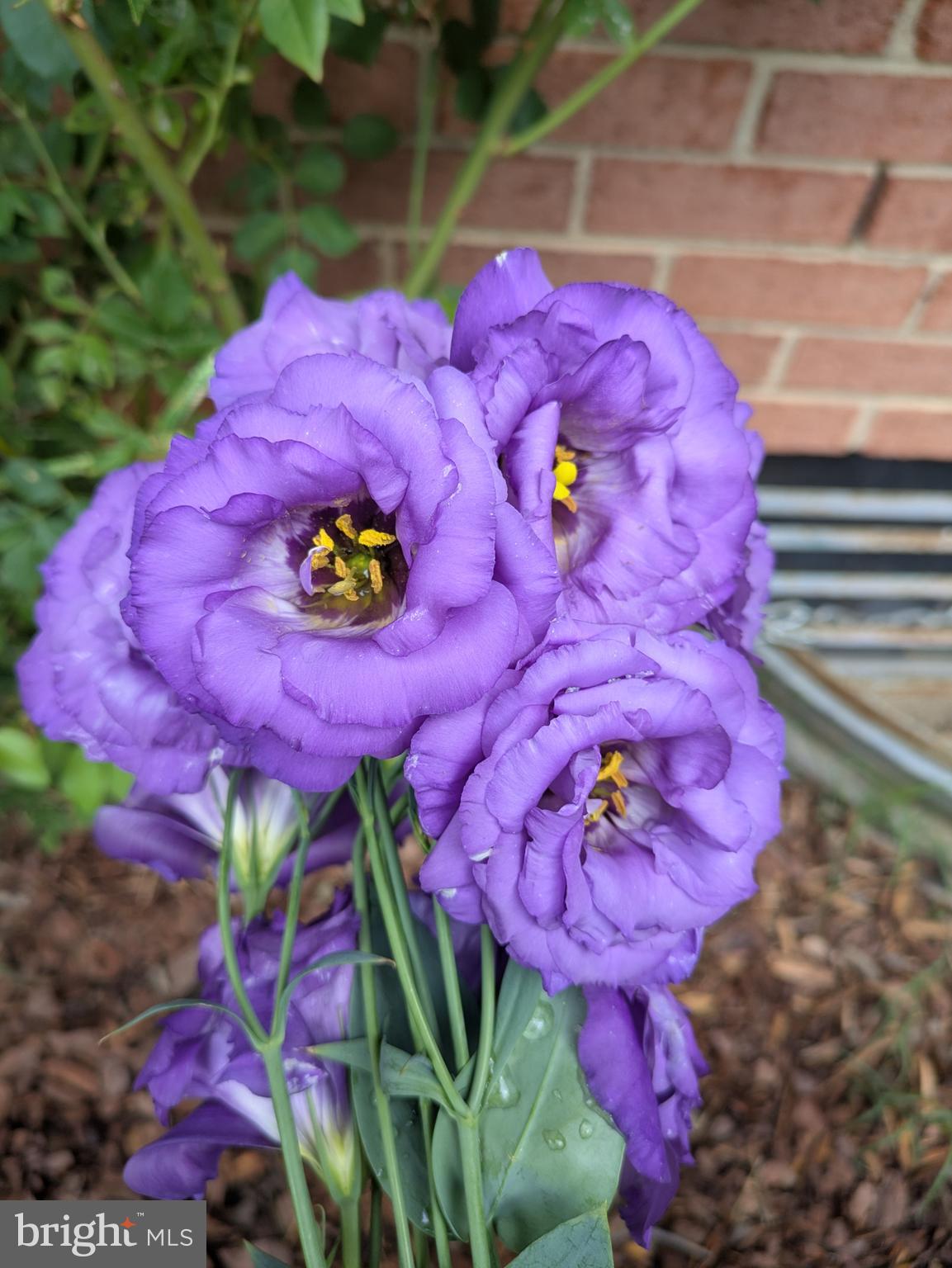 ROCKSHIRE TOWNHOMES - Residential