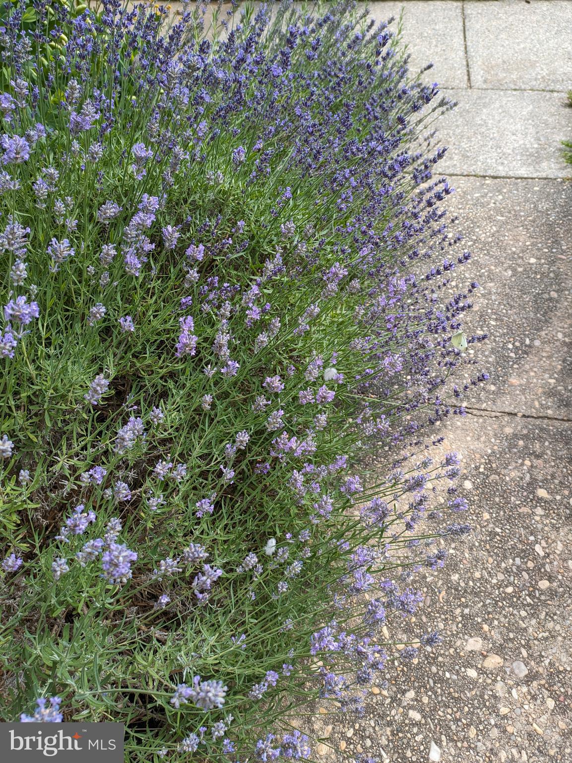 ROCKSHIRE TOWNHOMES - Residential
