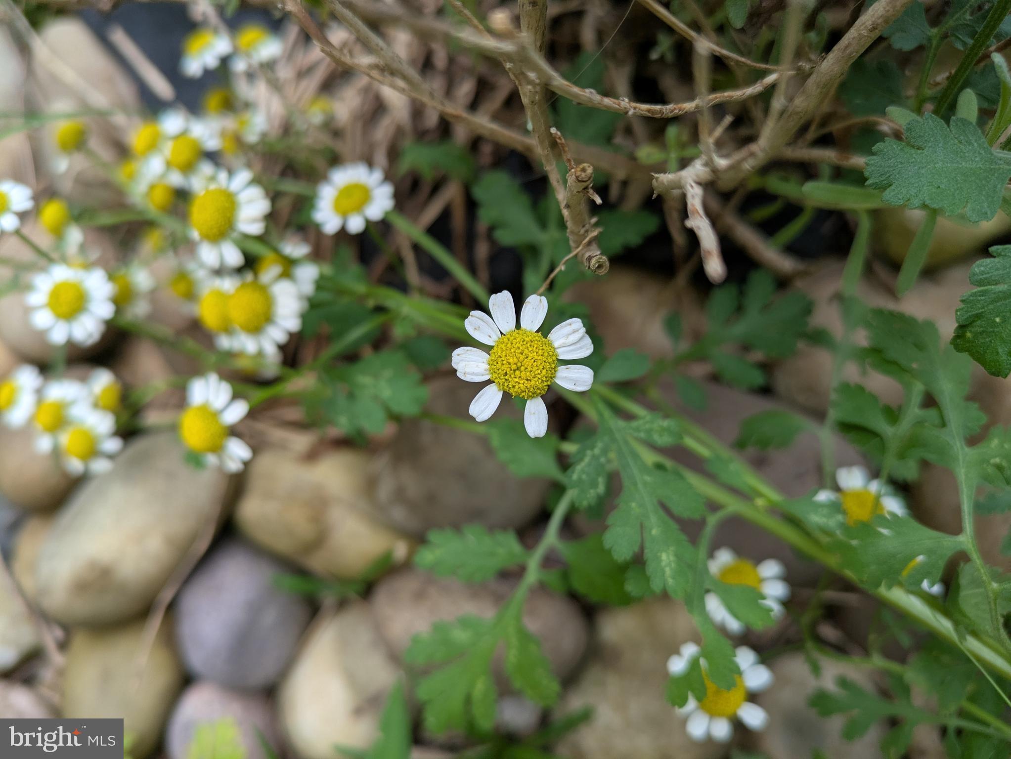 ROCKSHIRE TOWNHOMES - Residential
