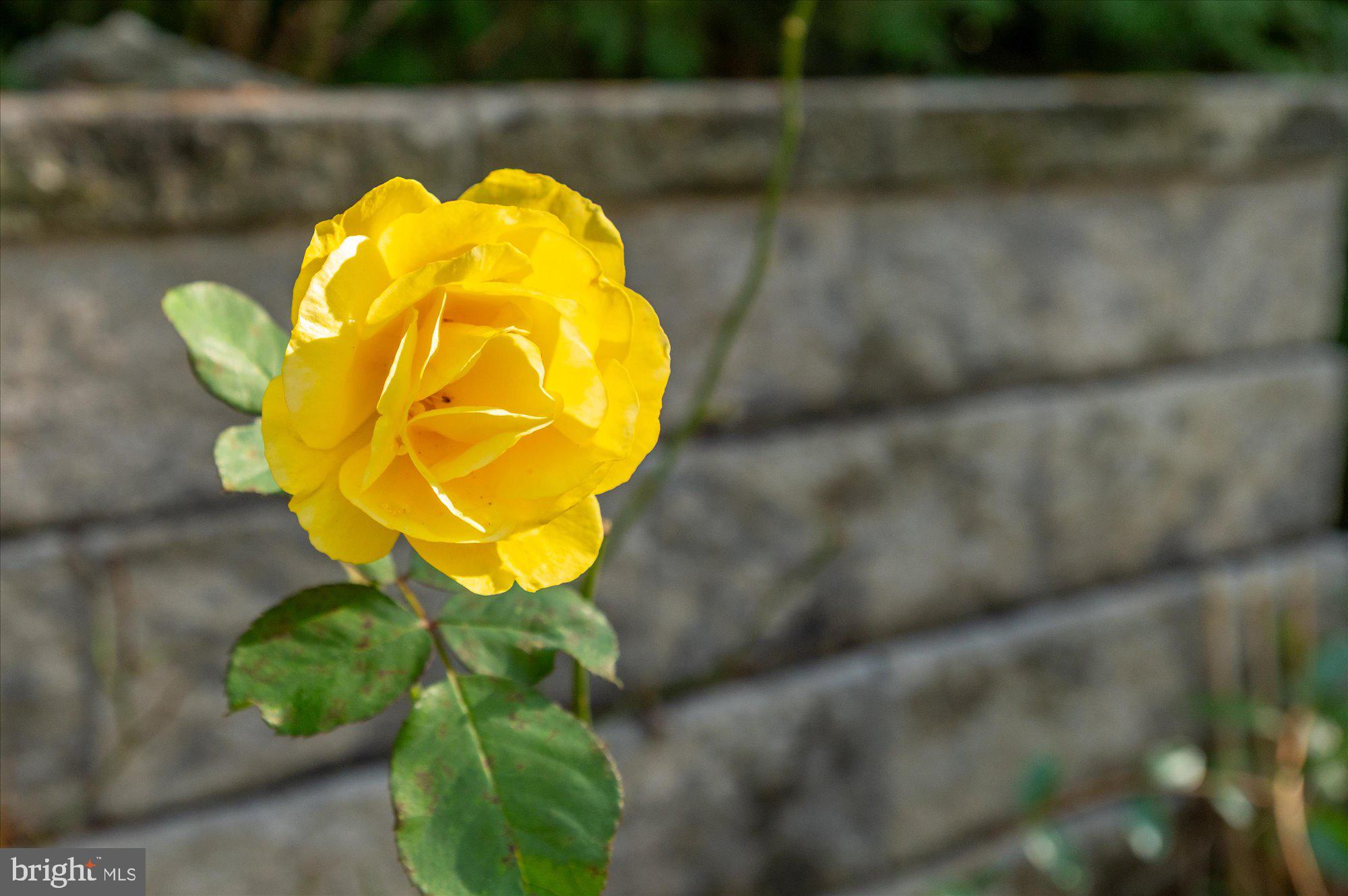 TULIP HILL - Residential