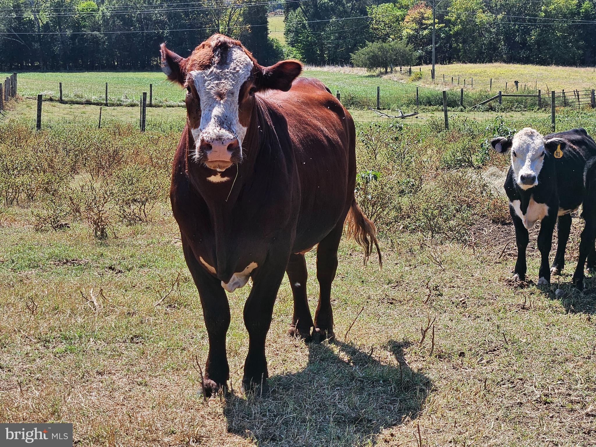 NONE AVAILABLE - Farm