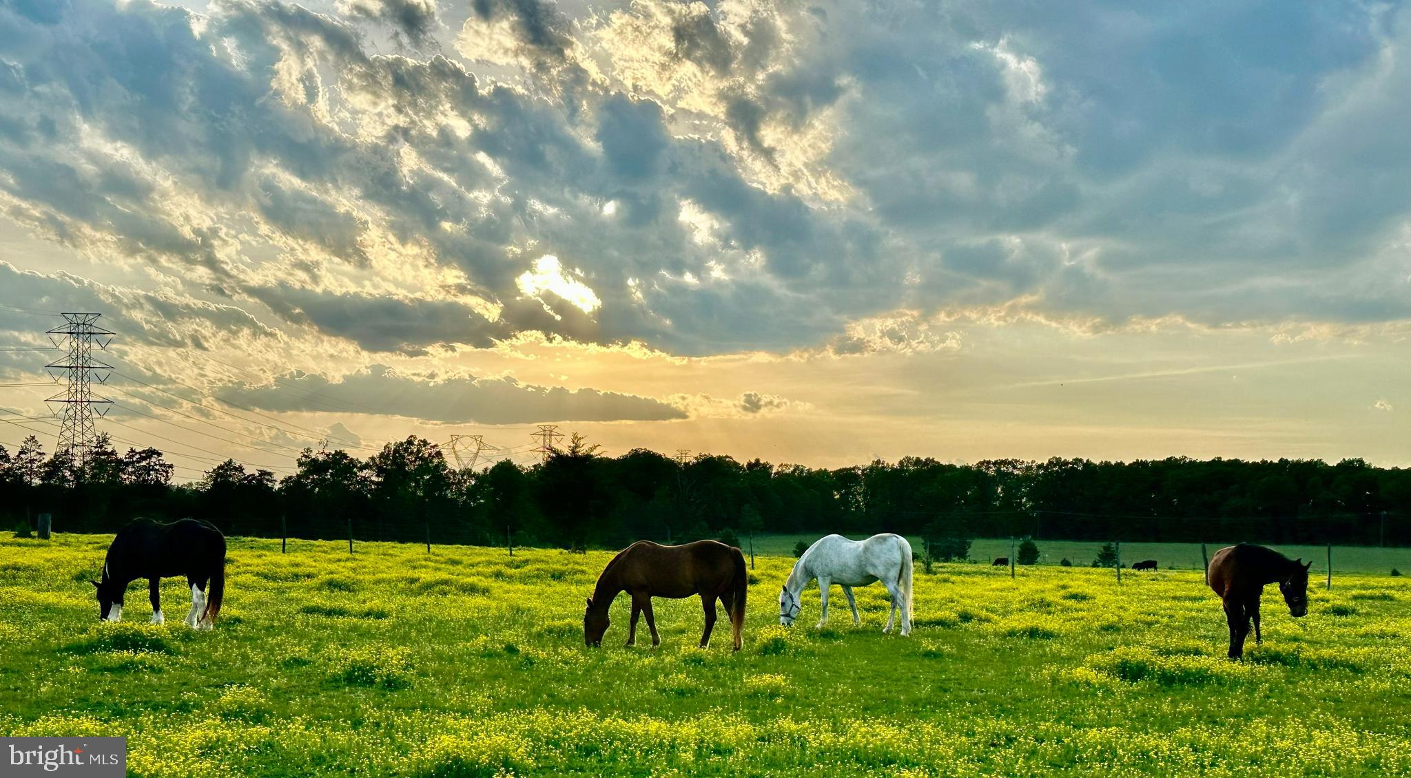 NONE AVAILABLE - Farm