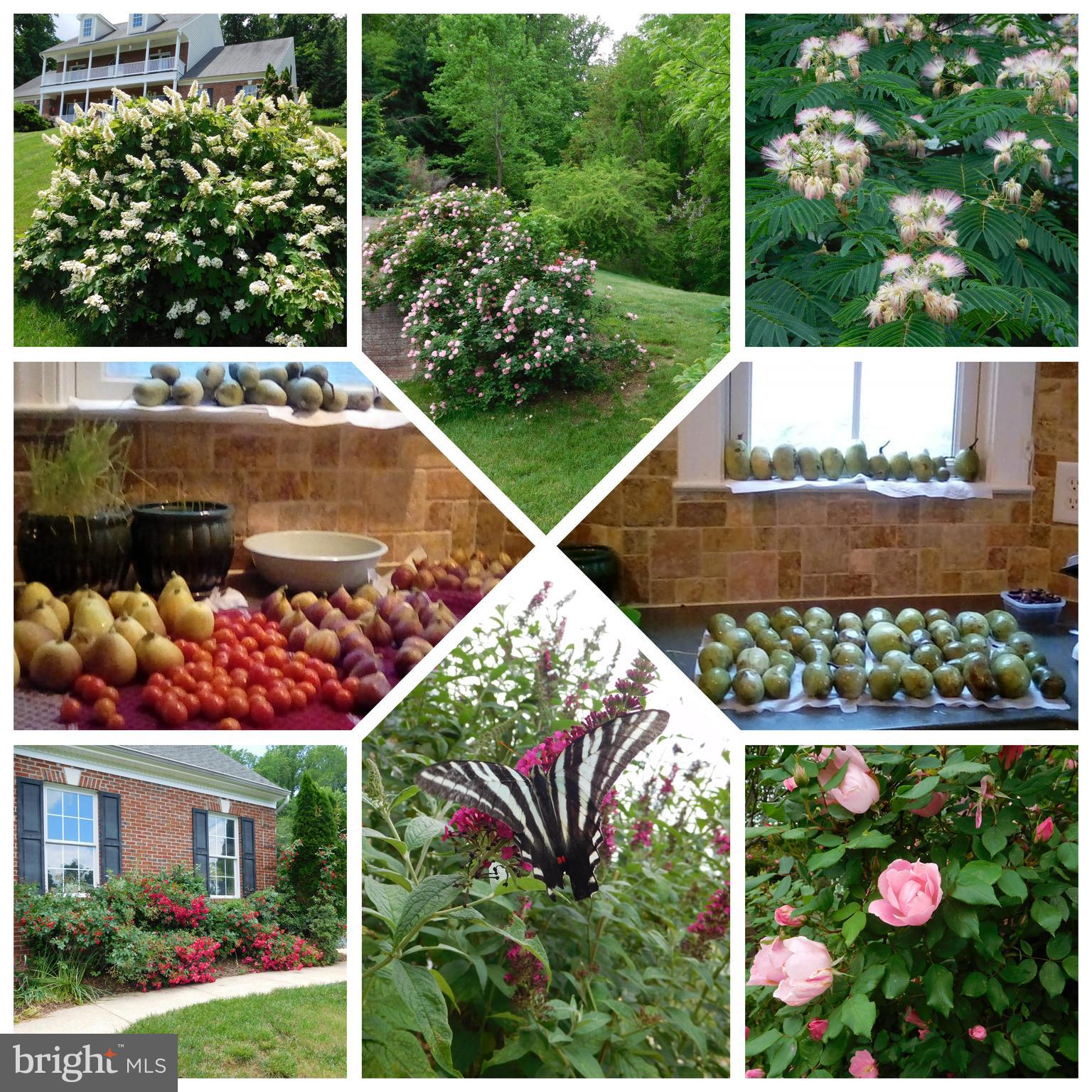 CANTERBURY ESTATES - Residential