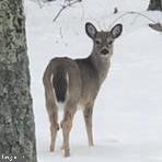 PEACEFUL VALLEY ESTATES - Residential